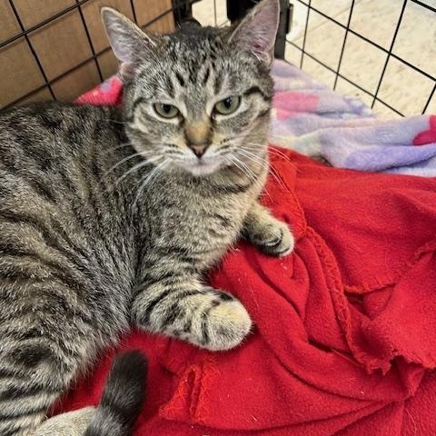 Sharpie, a ADOPTABLE mixed breed in Bryan, OH image 2/2