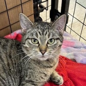 Sharpie, a ADOPTABLE mixed breed in Bryan, OH image 1/2