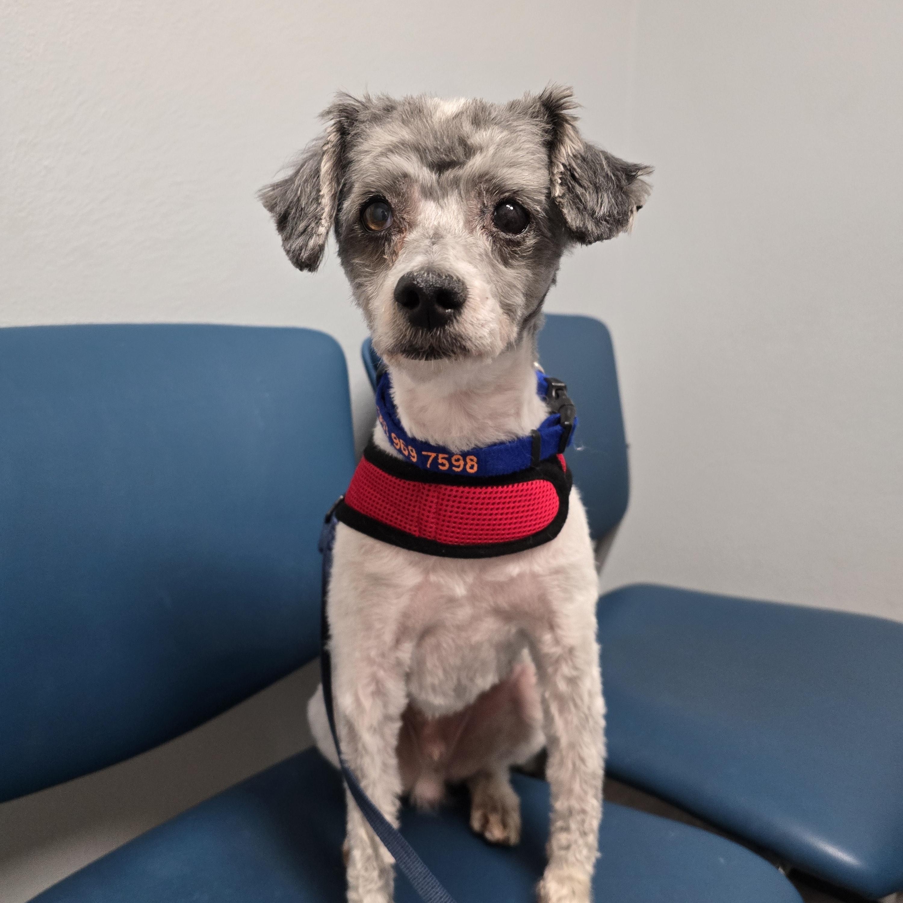 Nelson, an adoptable Poodle, Maltese in Oregon City, OR, 97045 | Photo Image 3