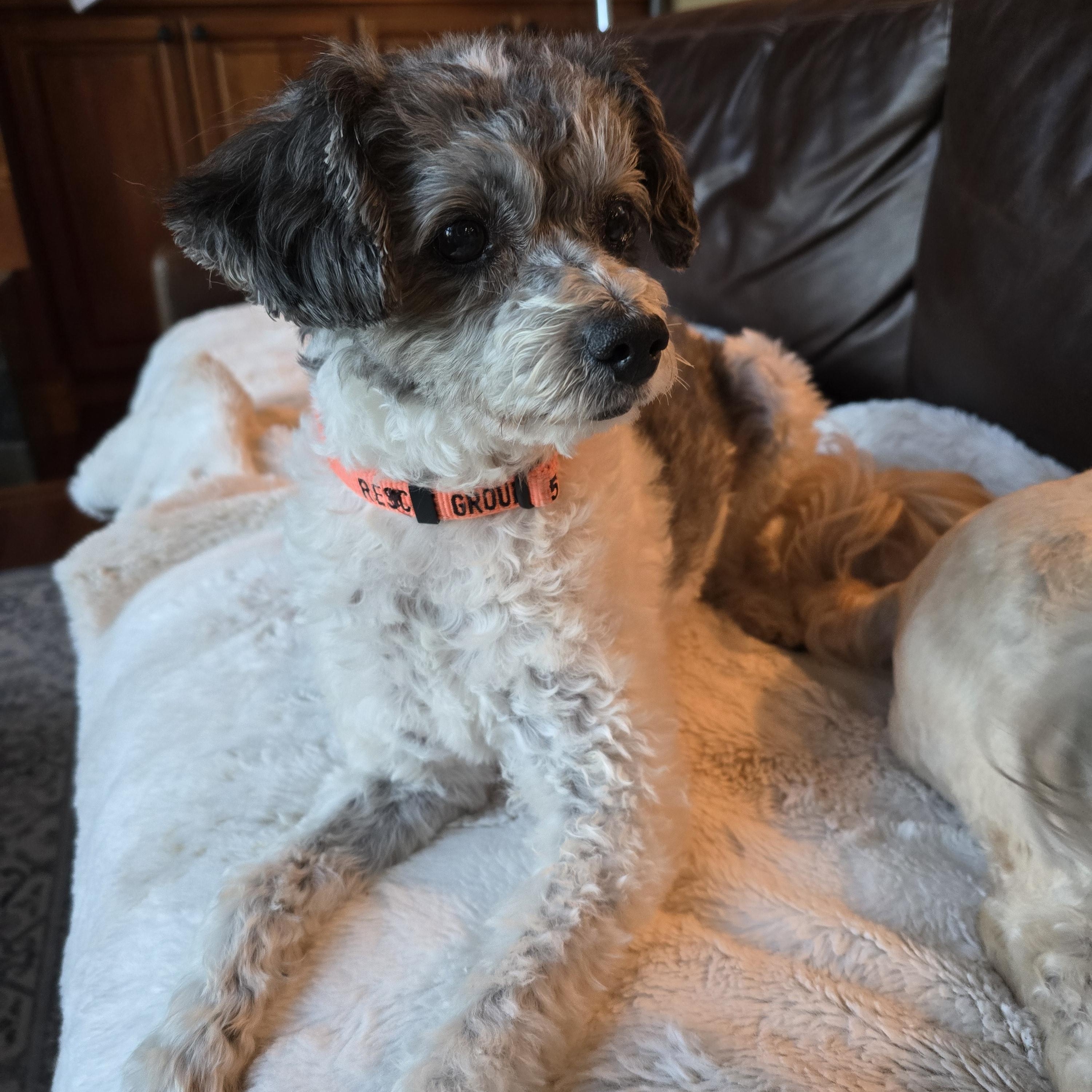 Nelson, an adoptable Poodle, Maltese in Oregon City, OR, 97045 | Photo Image 1