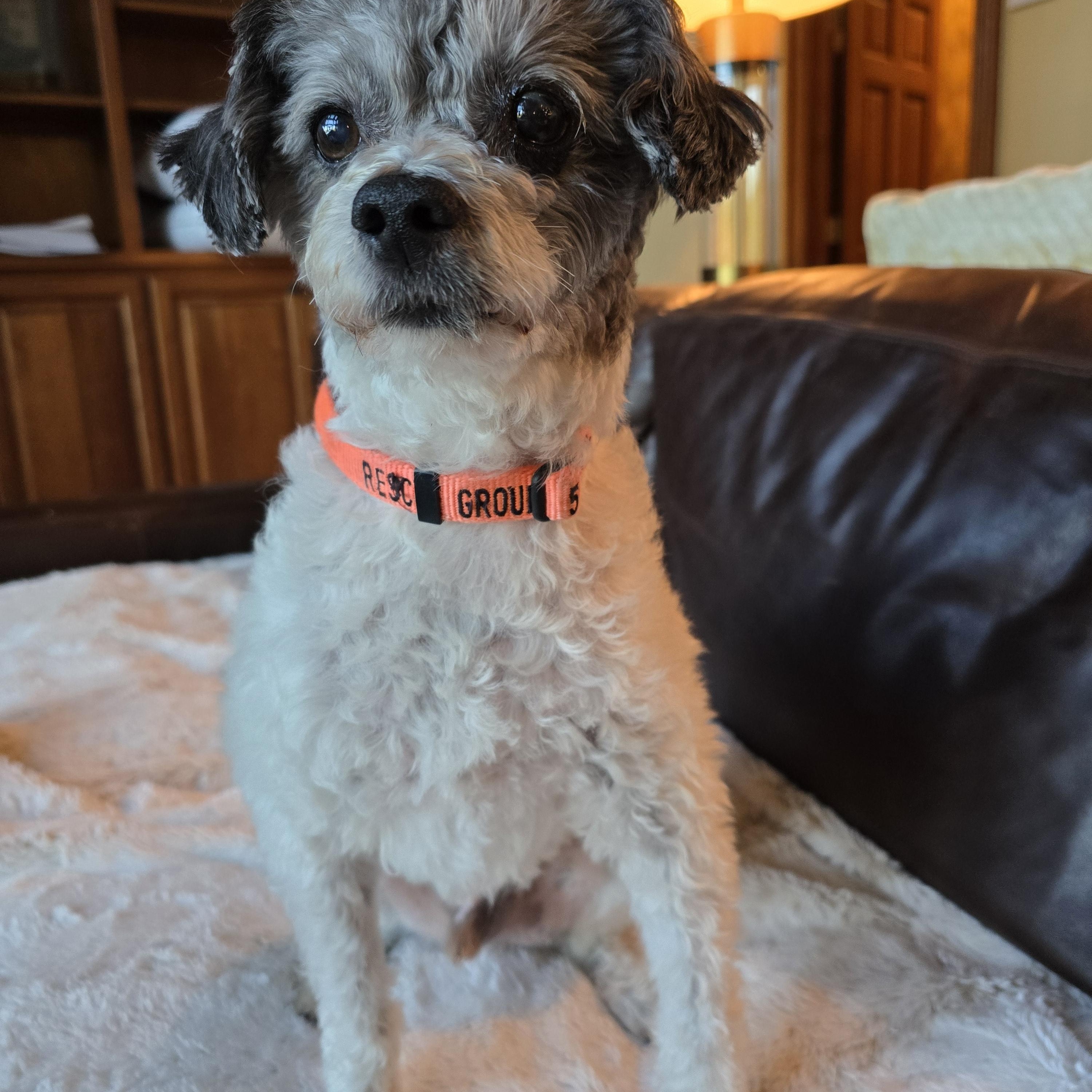 Enlarge Nelson, a Adopted mixed breed in Oregon City, OR image 2/6