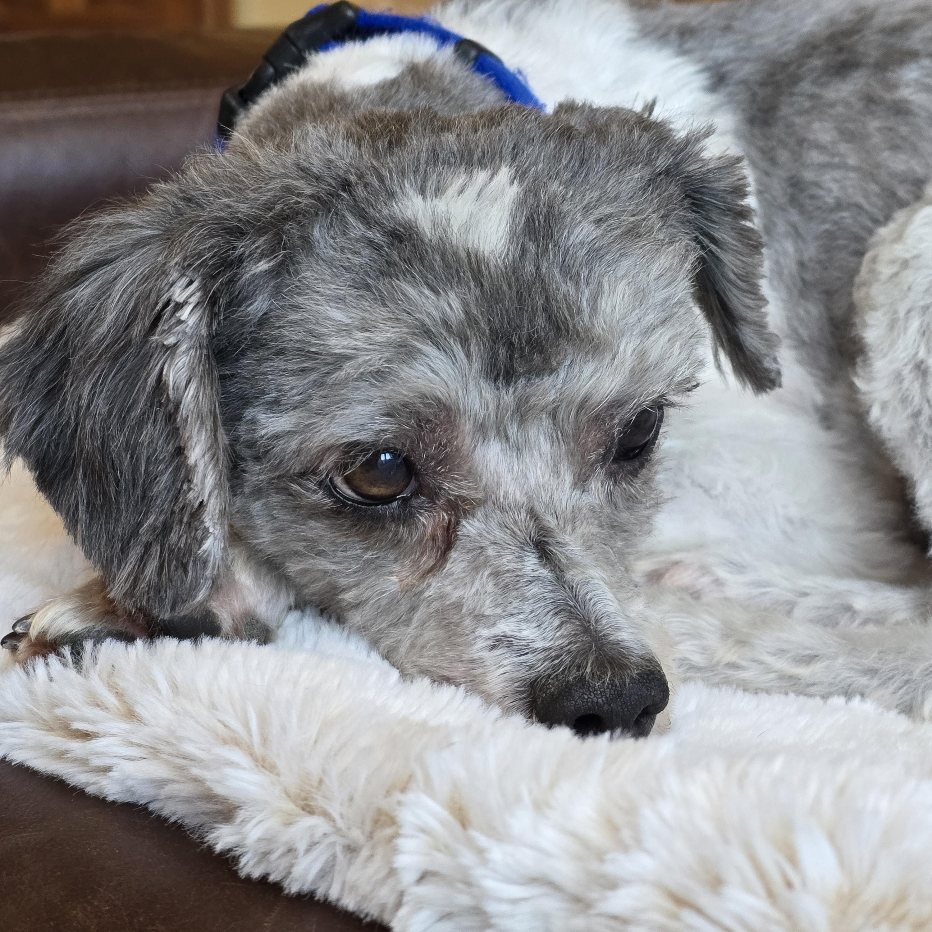 Enlarge Nelson, a Adopted mixed breed in Oregon City, OR image 5/6