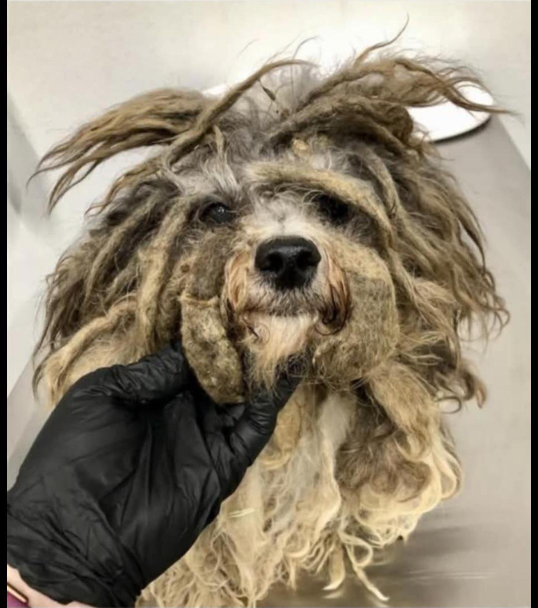 Enlarge Nelson, a Adopted mixed breed in Oregon City, OR image 6/6