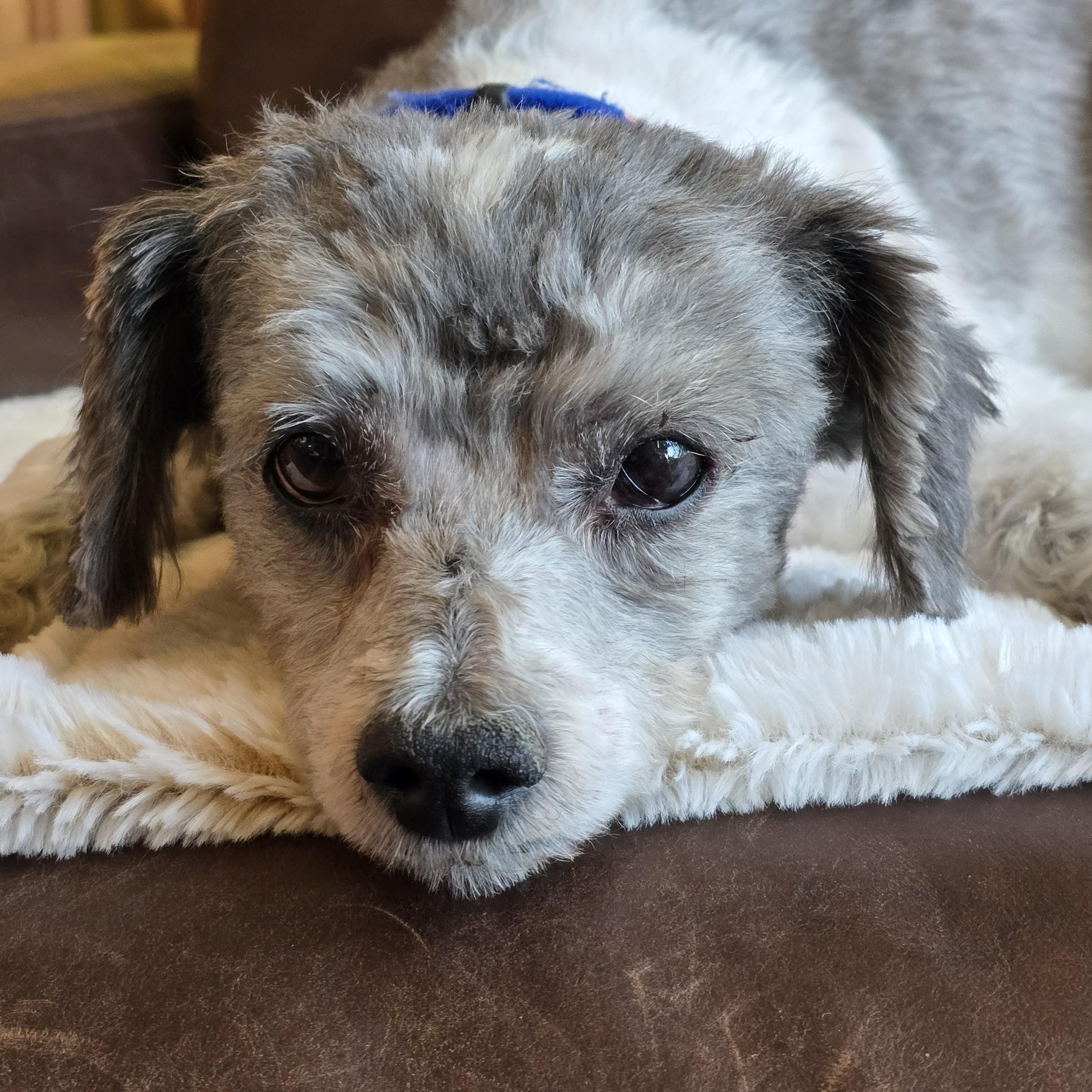 Enlarge Nelson, a Adopted mixed breed in Oregon City, OR image 4/6