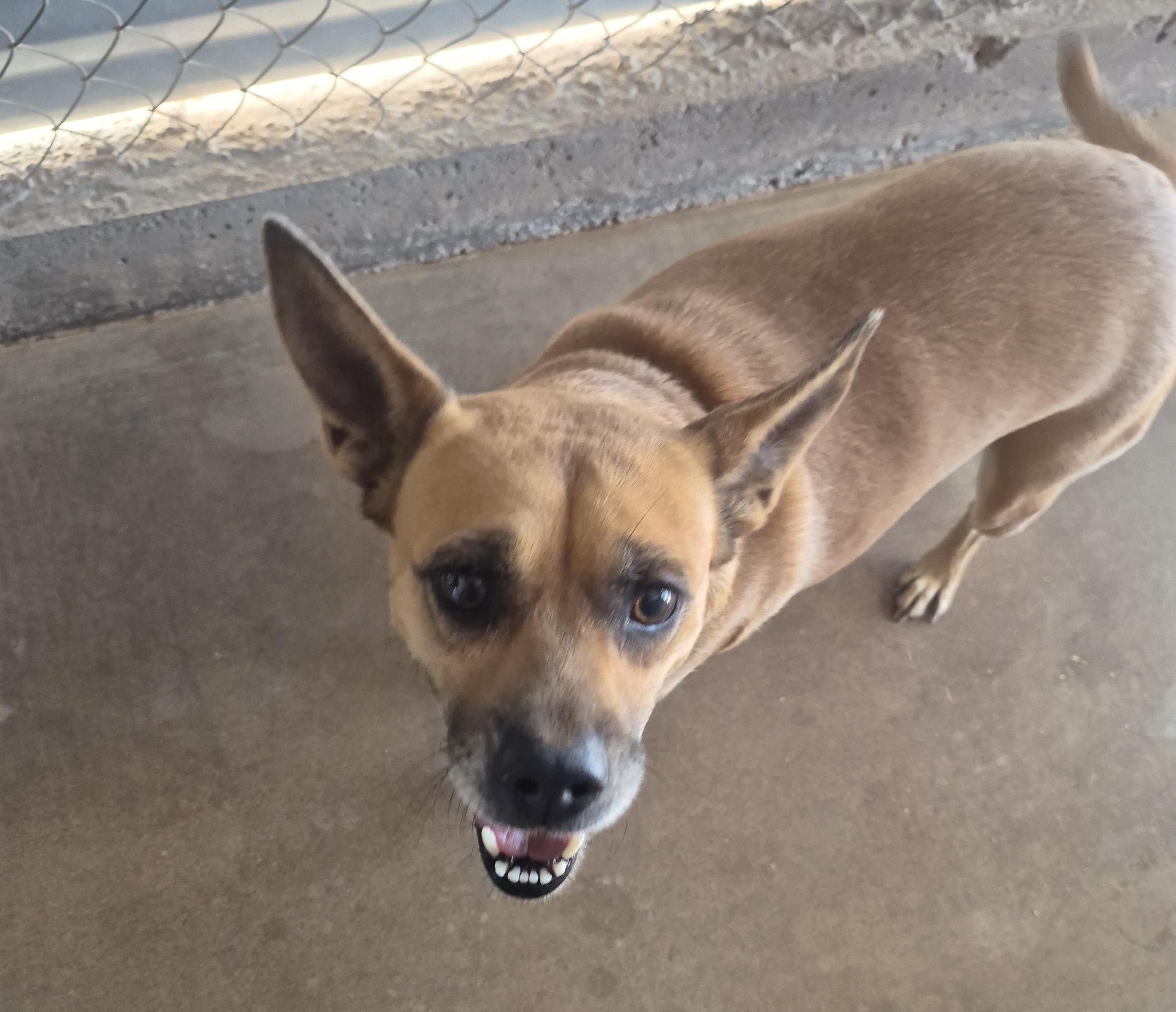 Enlarge Bella, a Adopted mixed breed in Tombstone, AZ image 2/6
