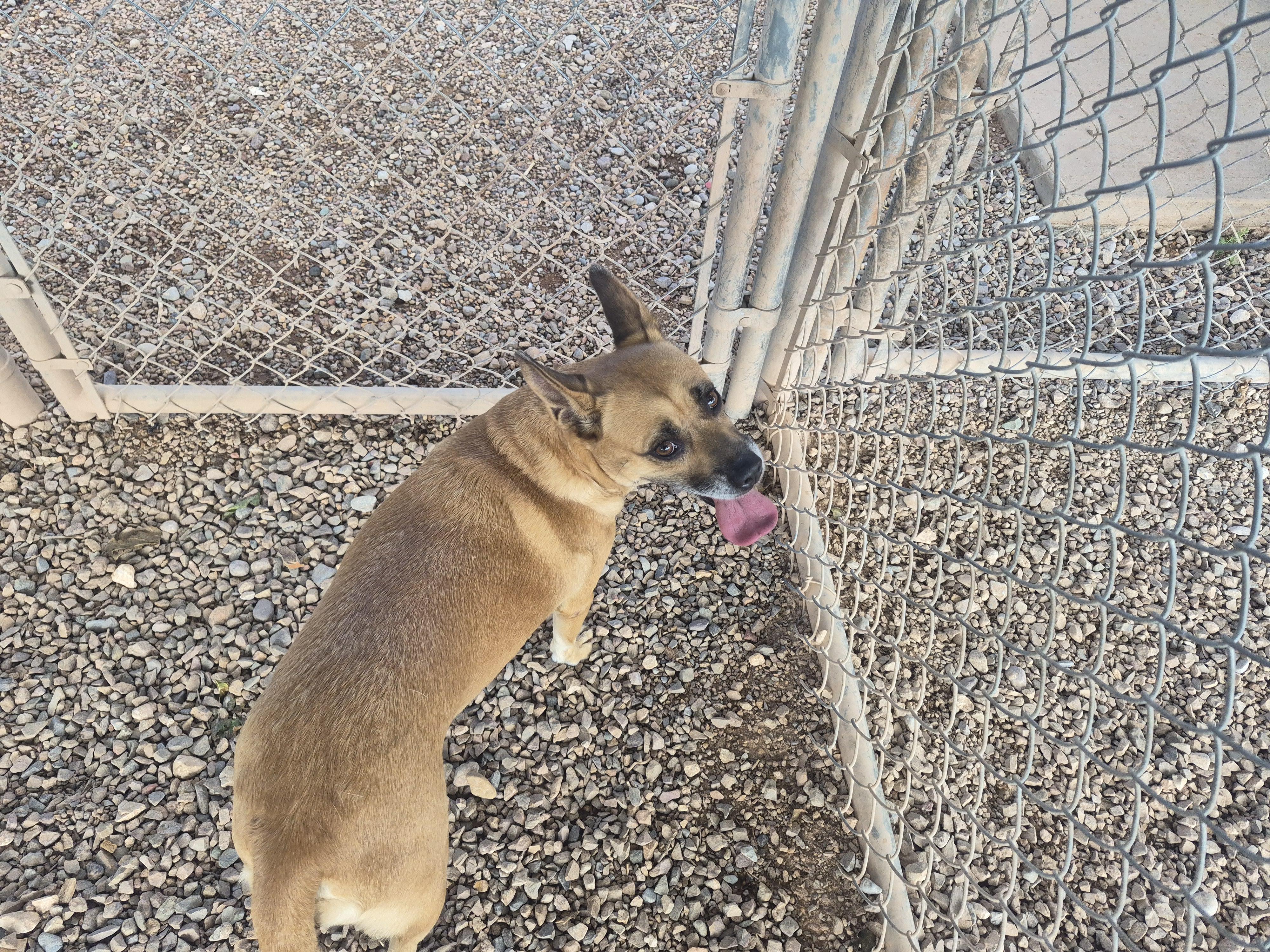 Enlarge Bella, a Adopted mixed breed in Tombstone, AZ image 5/6