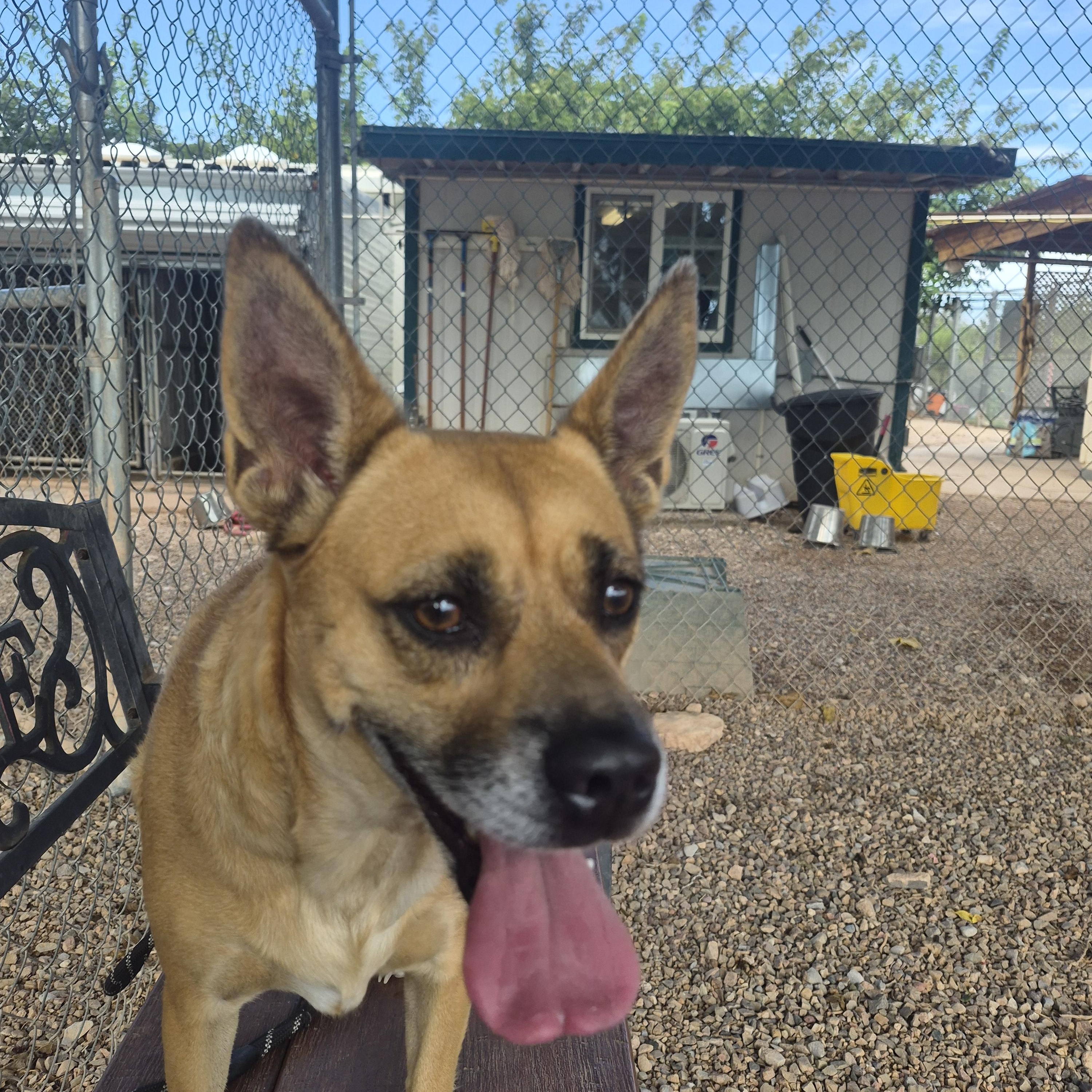 Enlarge Bella, a Adopted mixed breed in Tombstone, AZ image 1/6