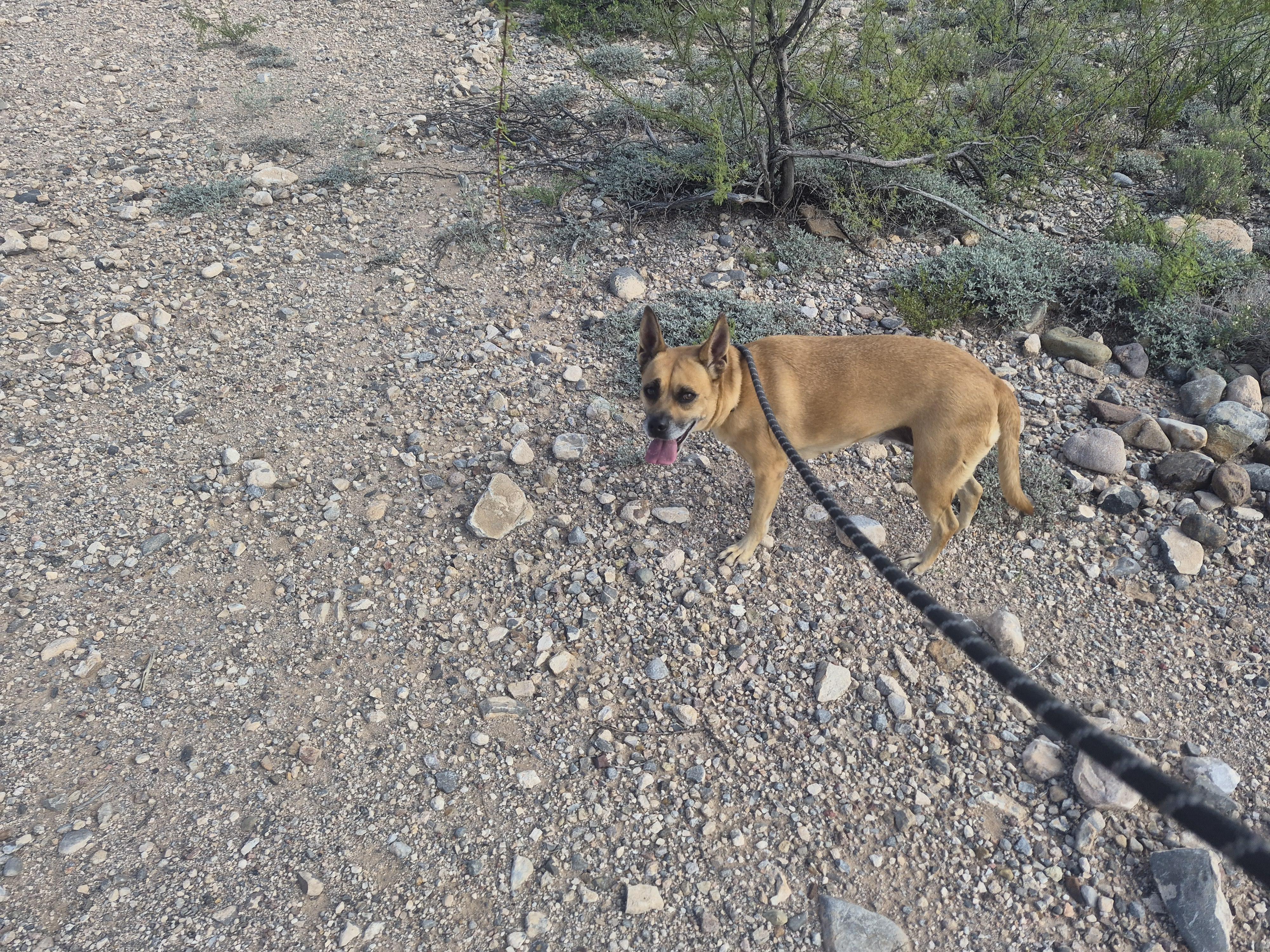 Enlarge Bella, a Adopted mixed breed in Tombstone, AZ image 4/6