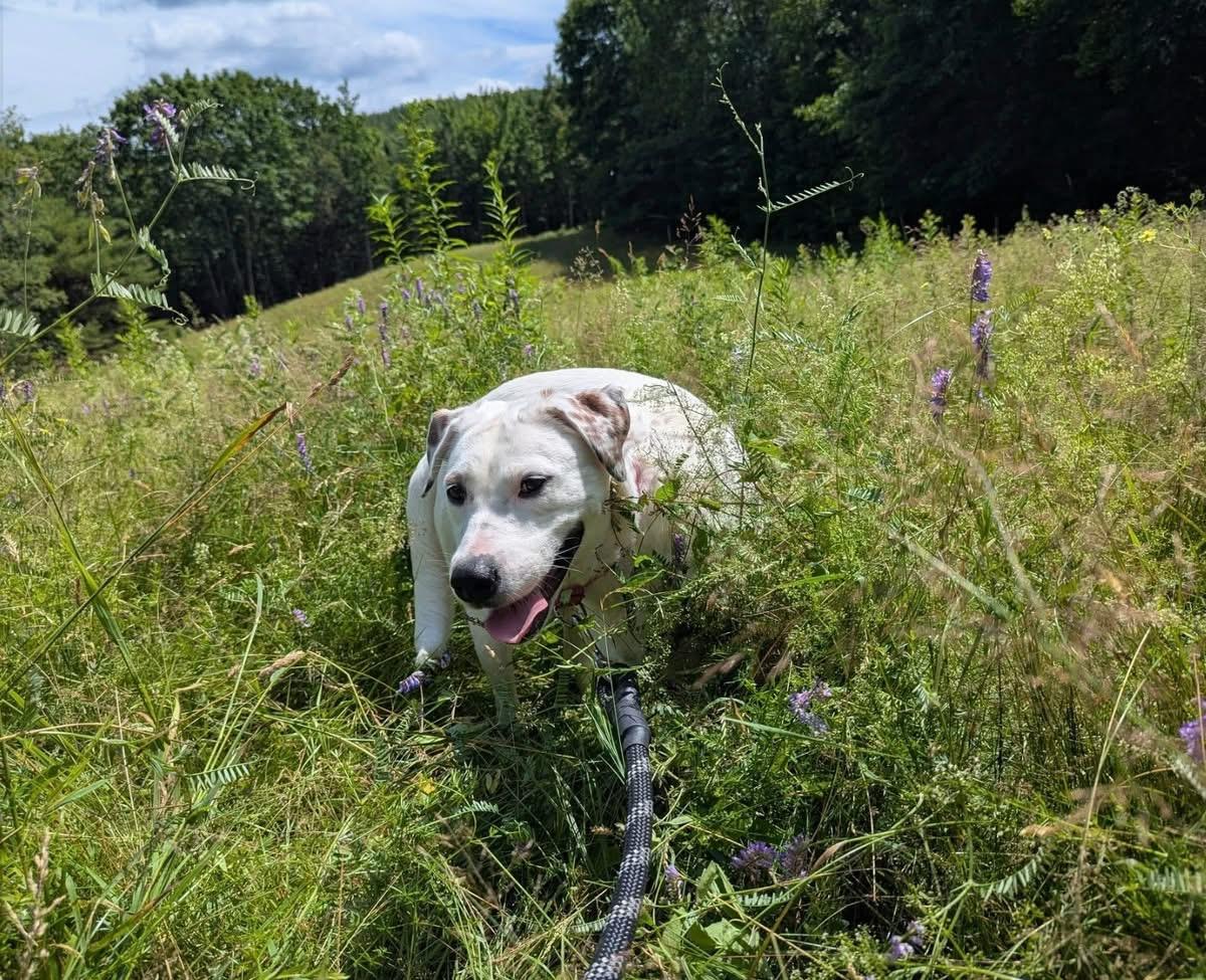 Navi, an adoptable Labrador Retriever, English Setter in Brooks, ME, 04921 | Photo Image 5