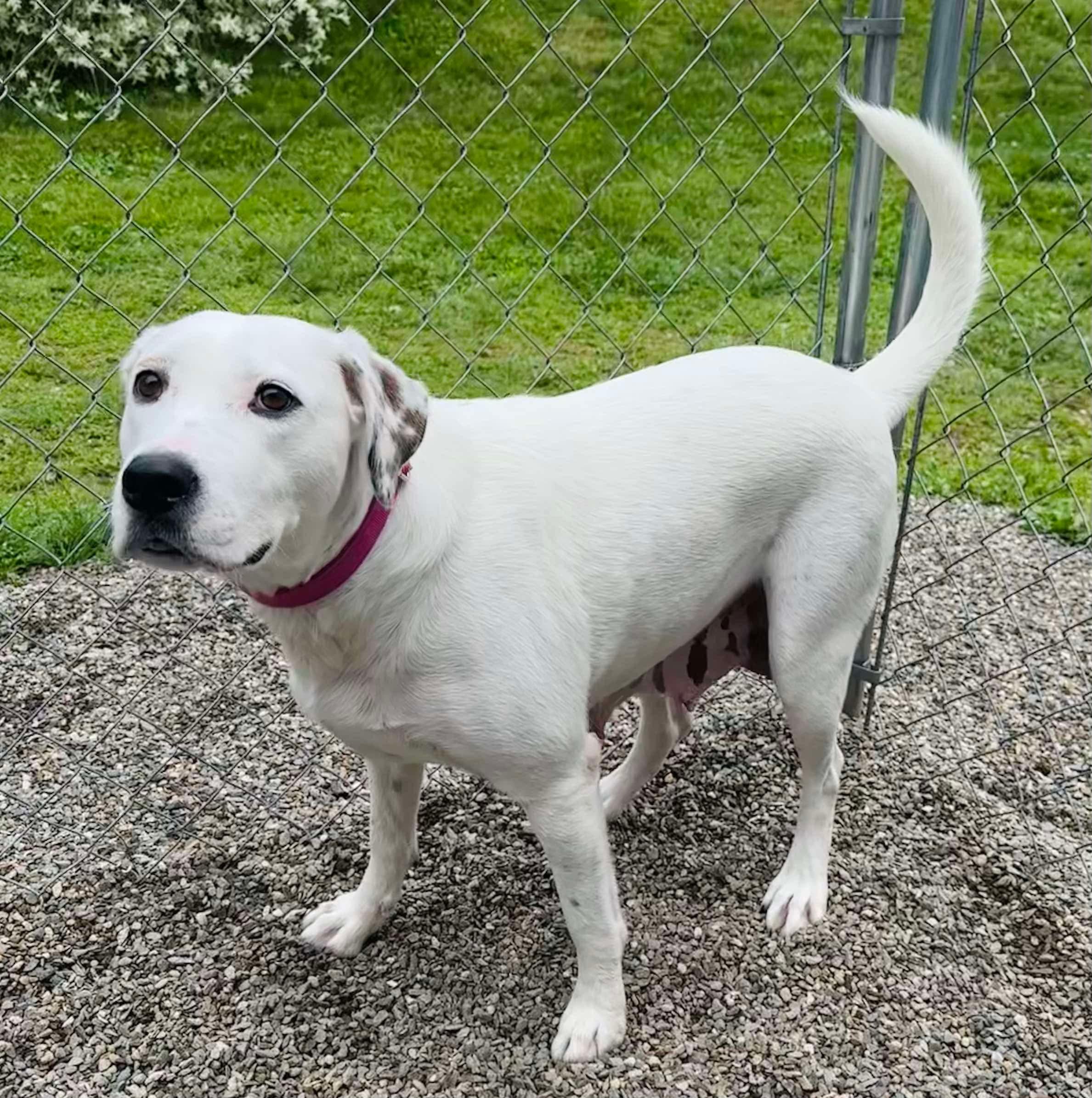 Navi, an adoptable Labrador Retriever, English Setter in Brooks, ME, 04921 | Photo Image 1