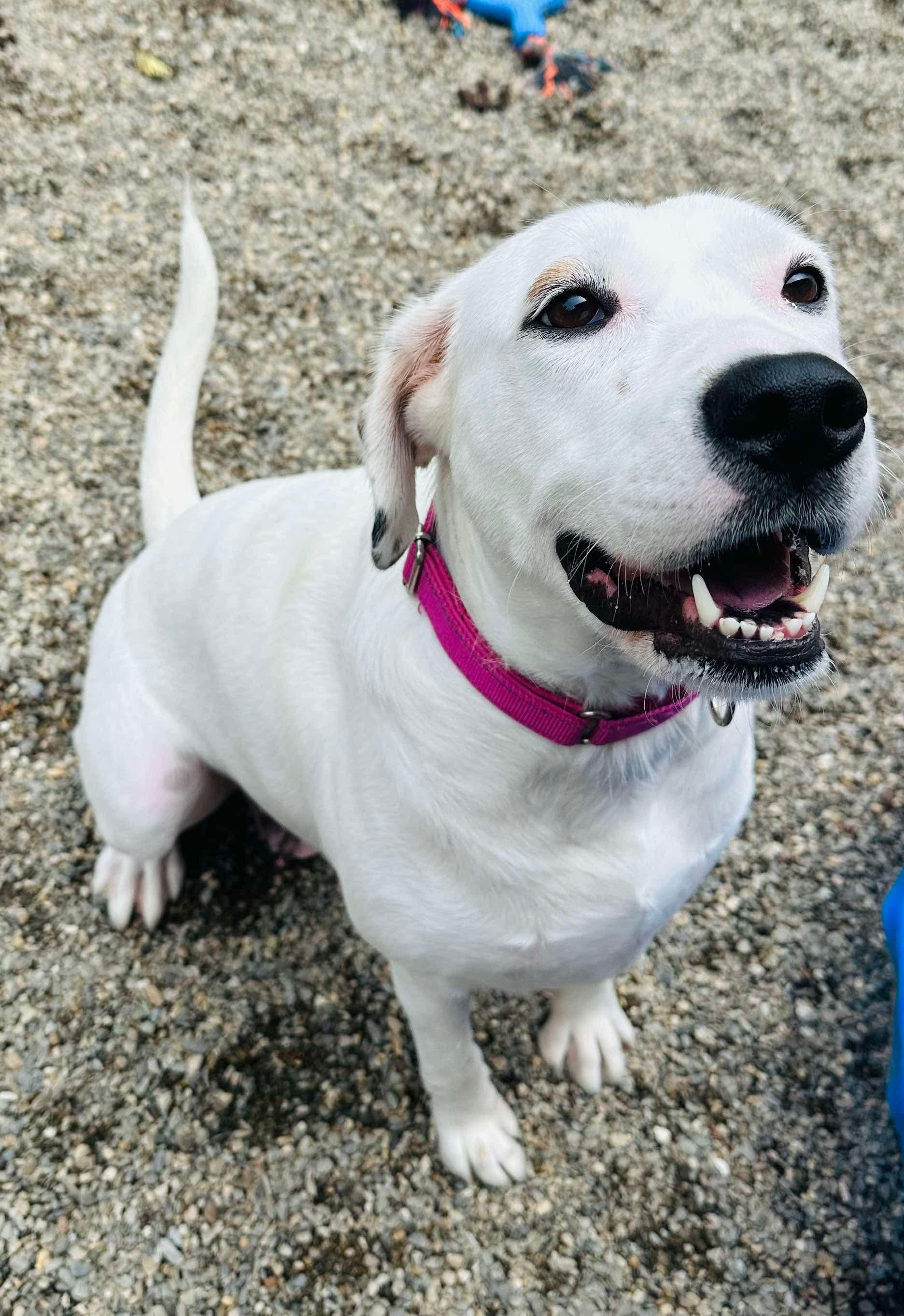 Navi, an adoptable Labrador Retriever, English Setter in Brooks, ME, 04921 | Photo Image 2