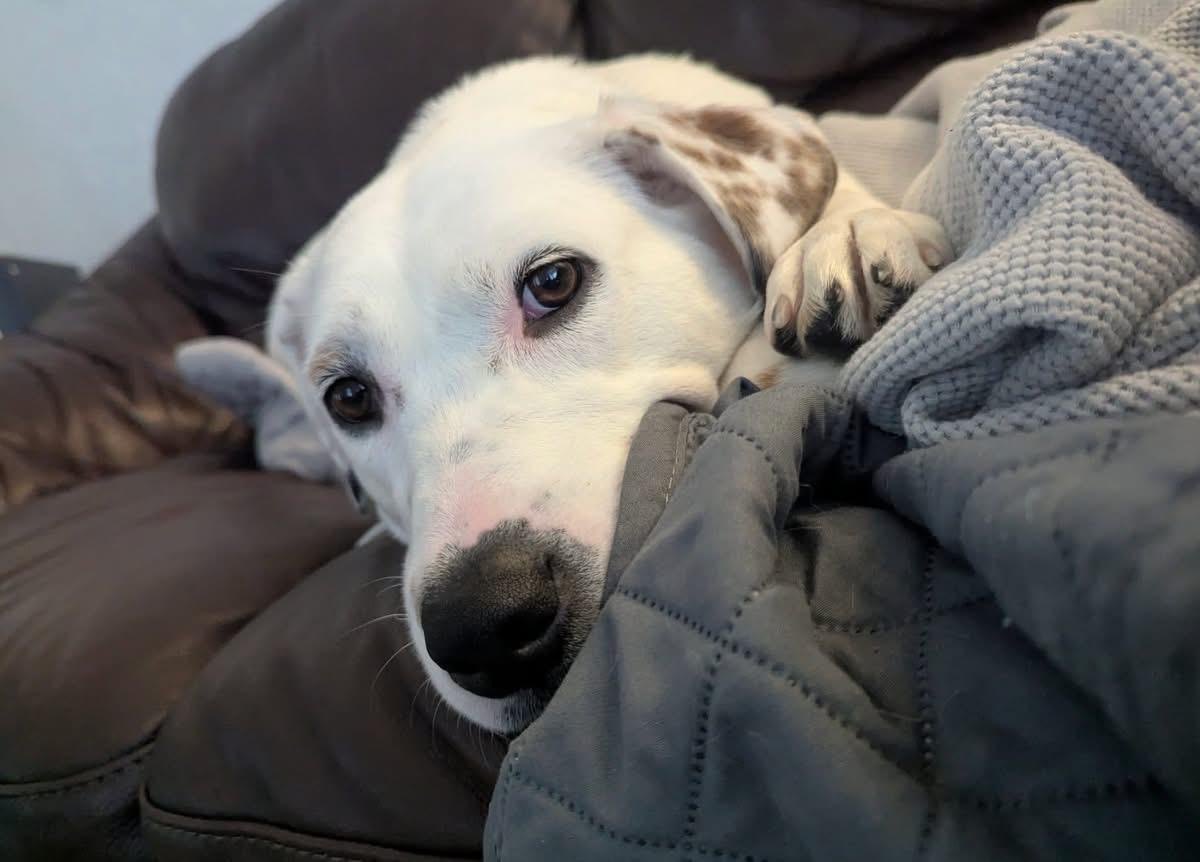 Navi, an adoptable Labrador Retriever, English Setter in Brooks, ME, 04921 | Photo Image 3