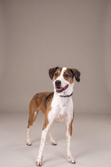 Enlarge IYO, a Adoptable mixed breed in Belleville, IL image 1/1
