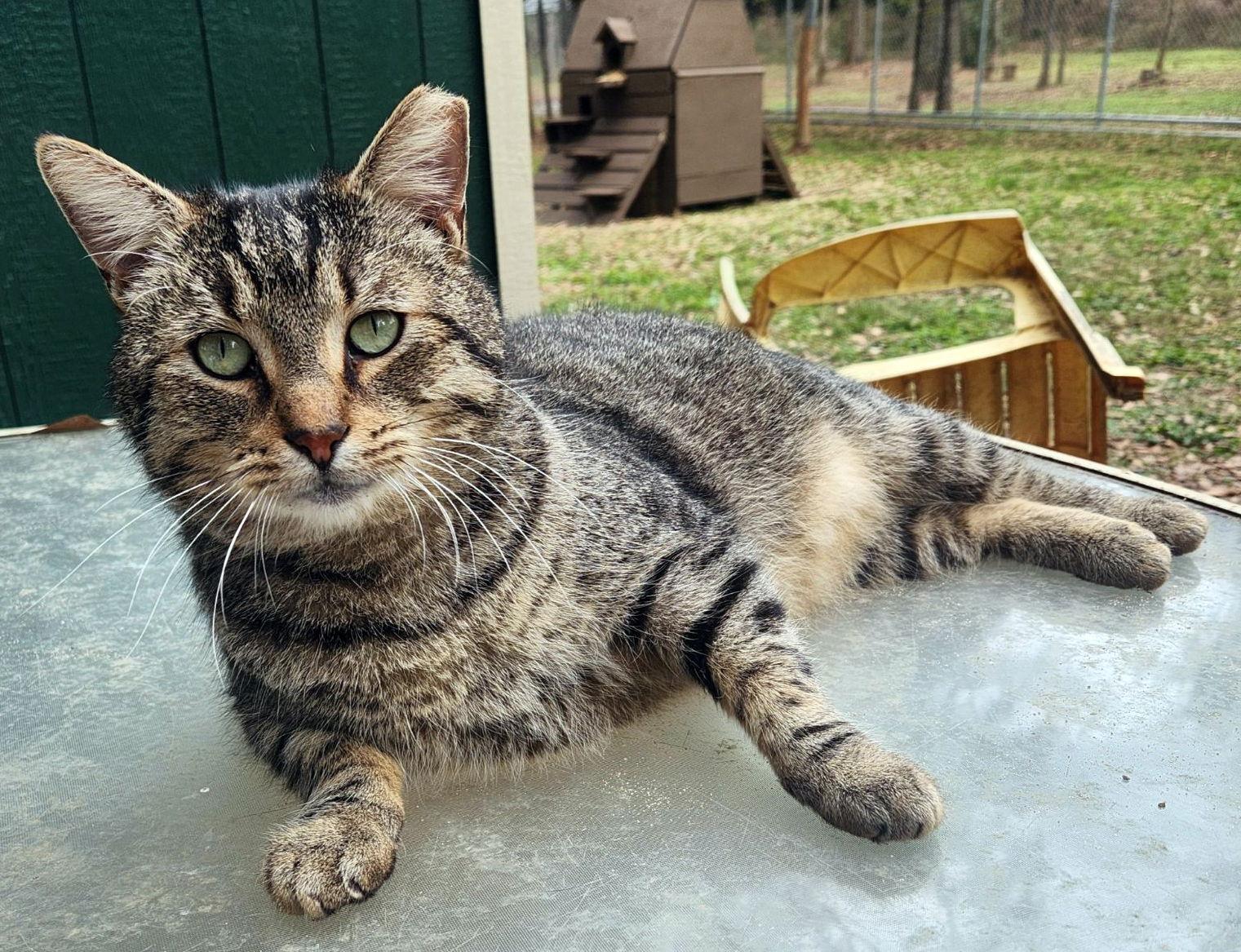 Stub Tail, a Adoptable mixed breed in Magnolia Springs, AL image 1/3
