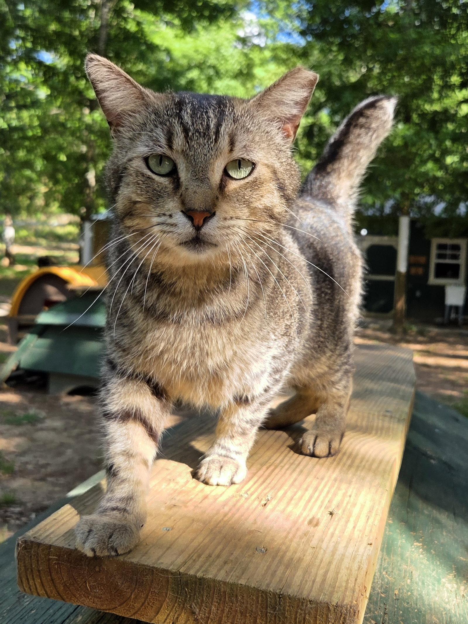 Enlarge Stub Tail, a Adoptable mixed breed in Magnolia Springs, AL image 3/3