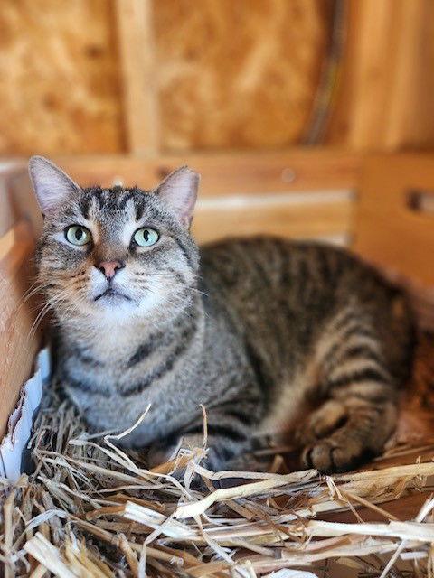 Stub Tail, a Adoptable mixed breed in Magnolia Springs, AL image 3/3