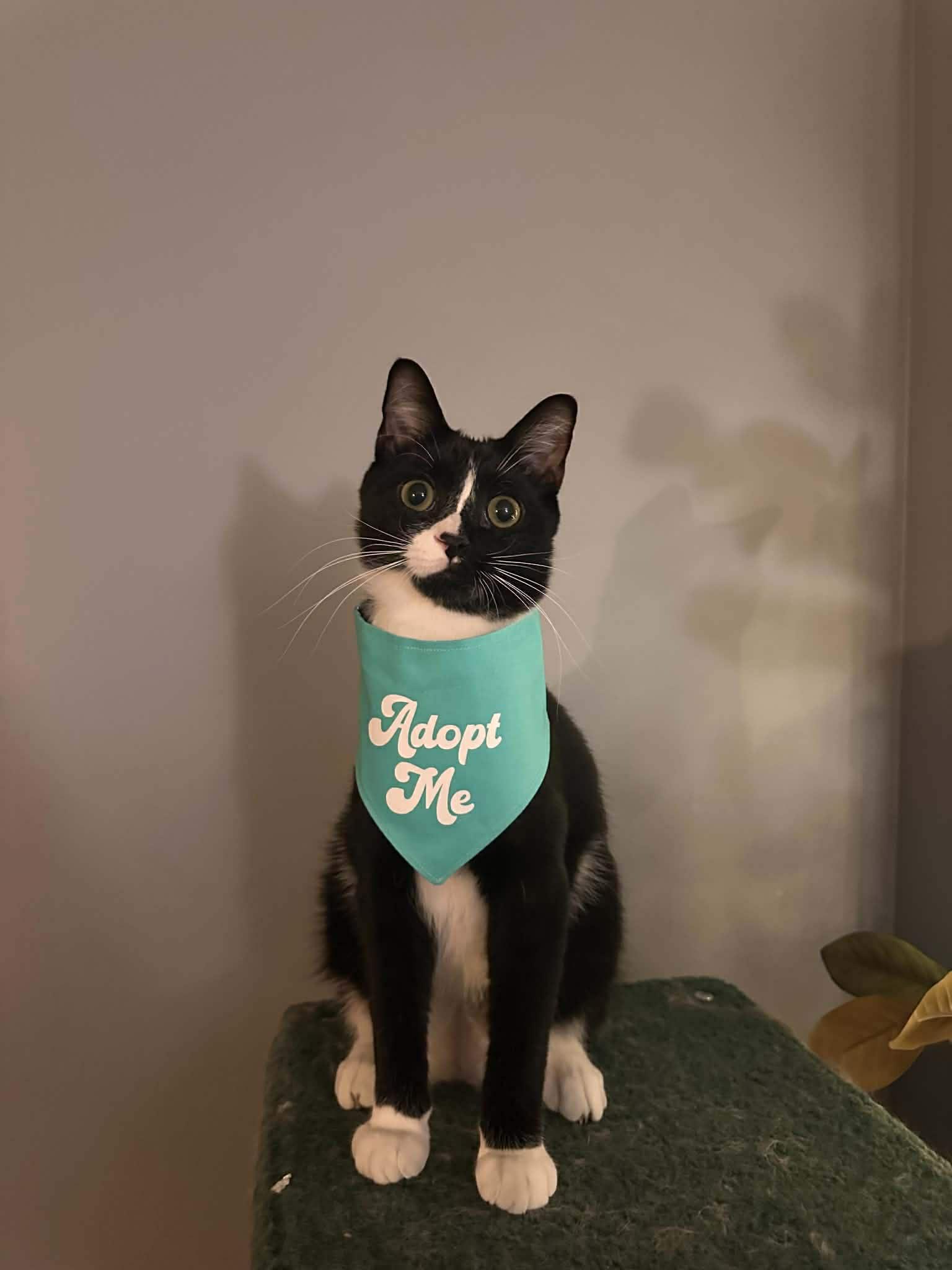 Huckleberry, adoptable, Adult Male Domestic Short Hair.