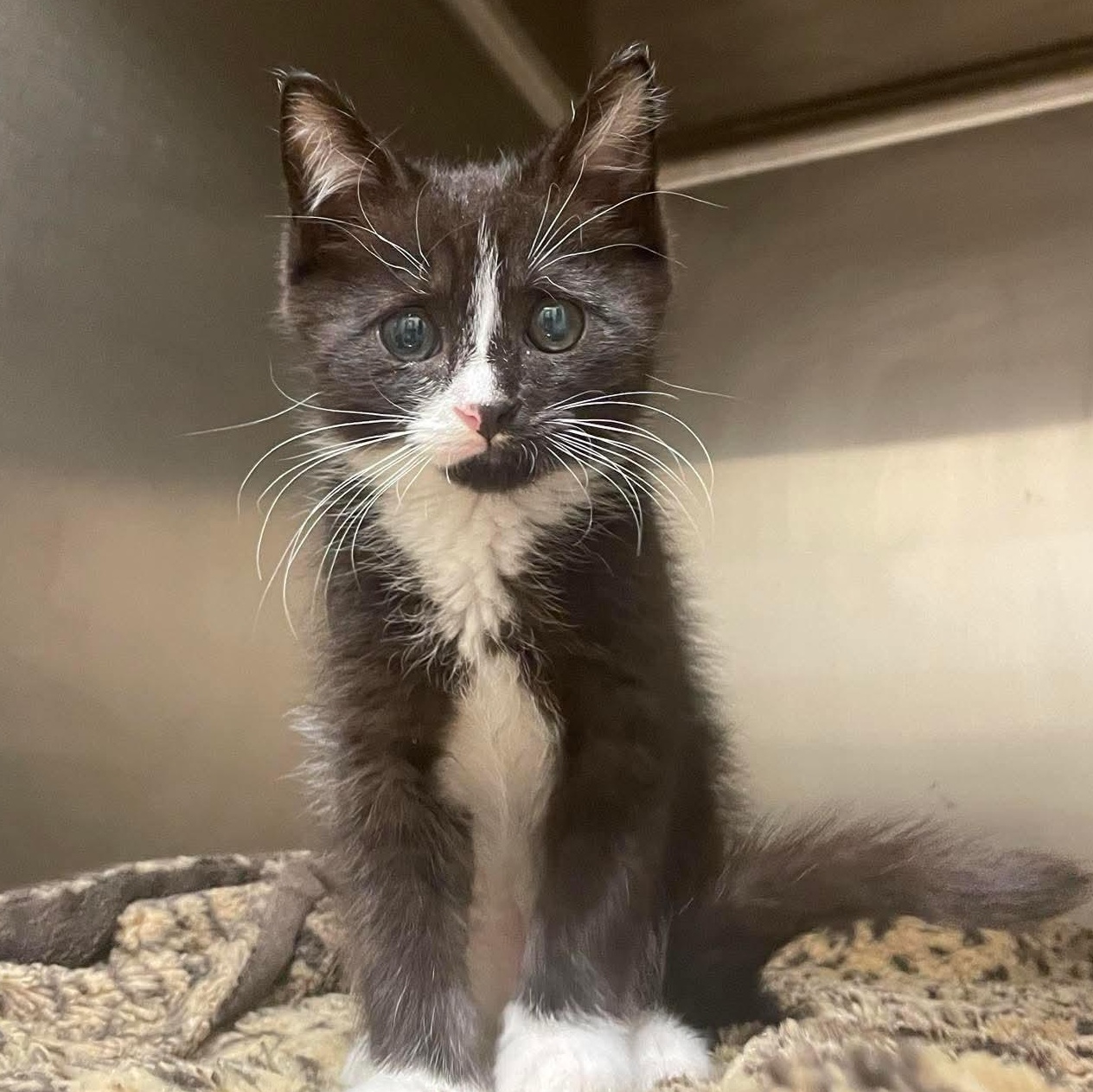 Huckleberry, a Adoptable Domestic Short Hair in Sterling, VA image 5/6