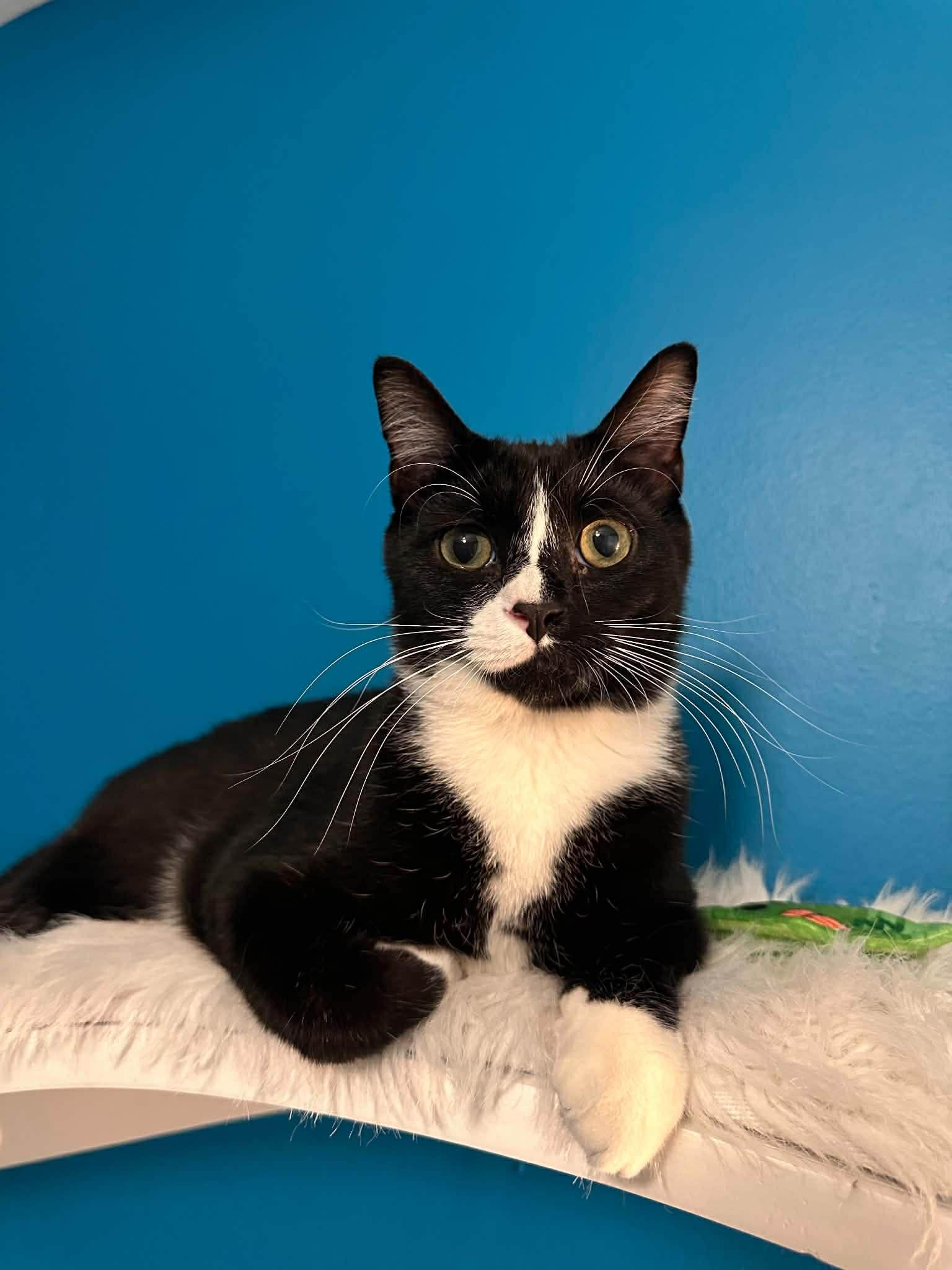 Huckleberry, an adoptable Domestic Short Hair in Sterling, VA image 4/5