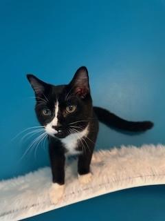 Huckleberry, a Adoptable Domestic Short Hair in Sterling, VA image 2/6