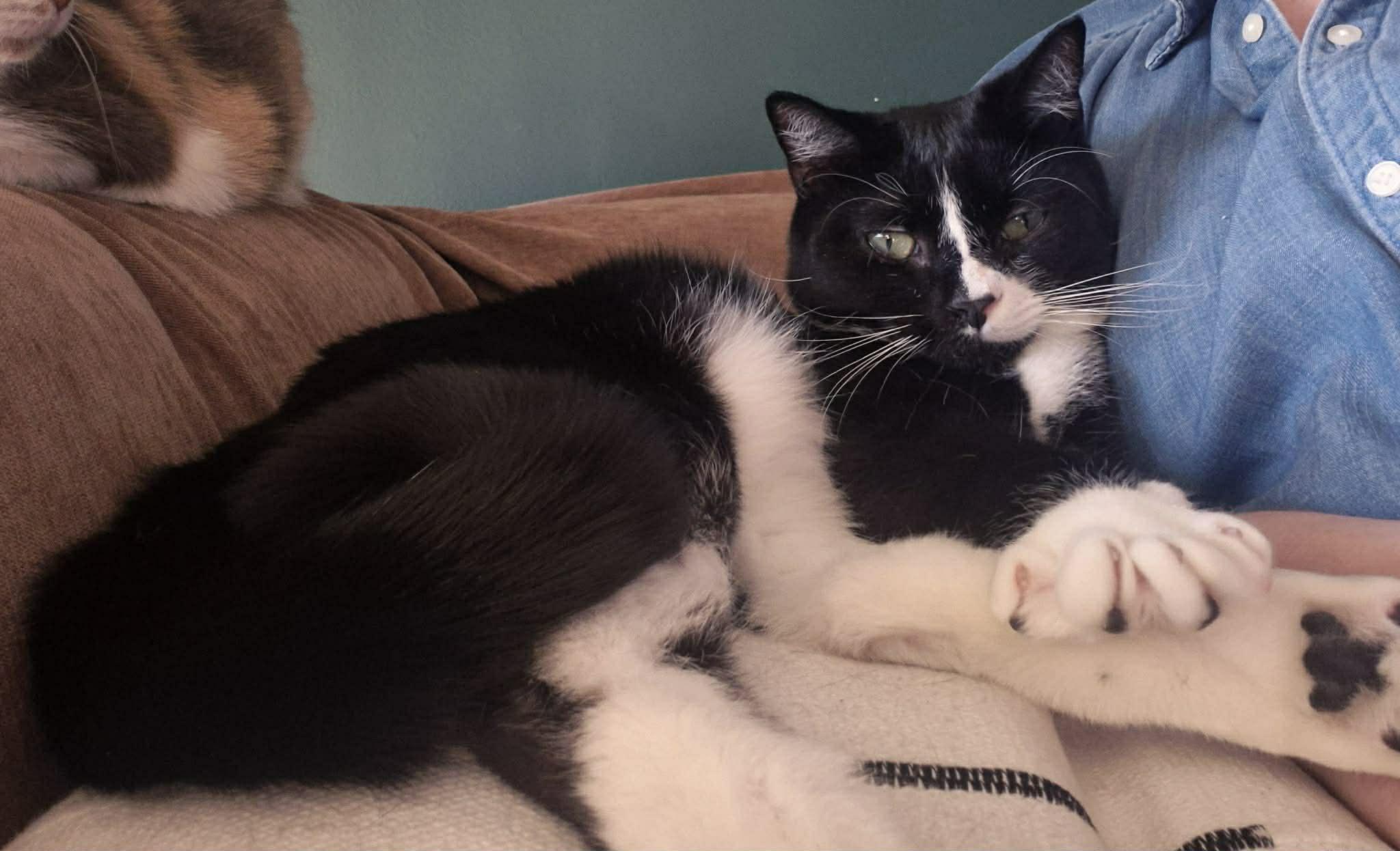 Huckleberry, an adoptable Domestic Short Hair in Sterling, VA image 3/5
