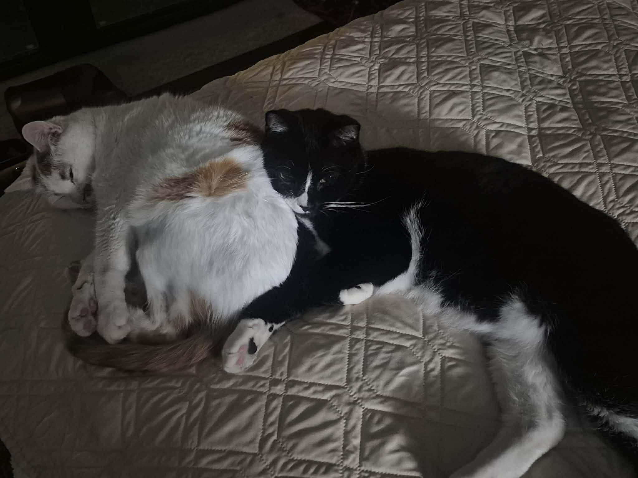 Huckleberry, an adoptable Domestic Short Hair in Sterling, VA image 5/5