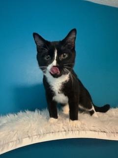 Huckleberry, a Adoptable Domestic Short Hair in Sterling, VA image 1/6
