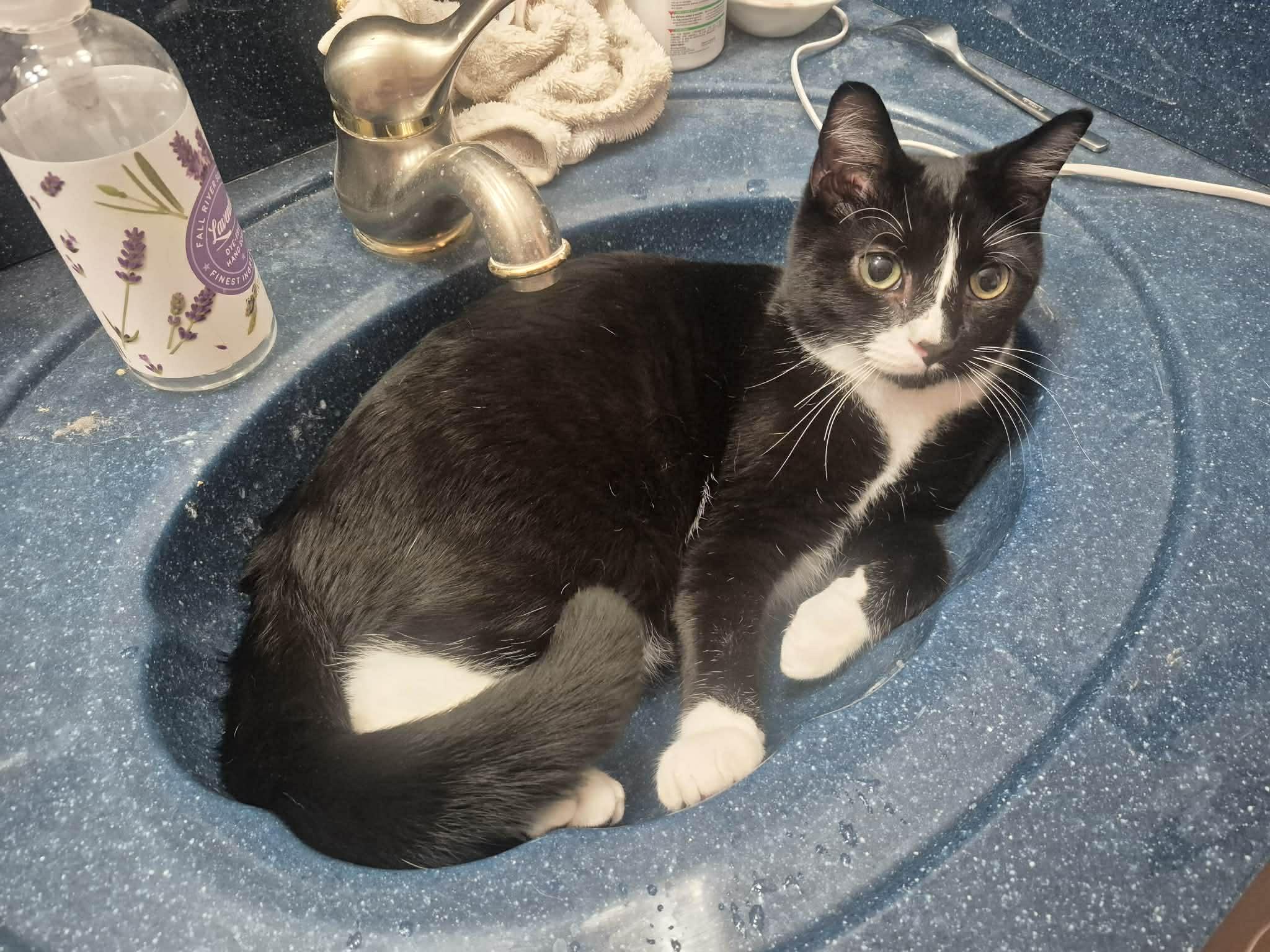 Huckleberry, an adoptable Domestic Short Hair in Sterling, VA image 2/5