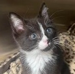 Huckleberry, Baby Male Domestic Short Hair
