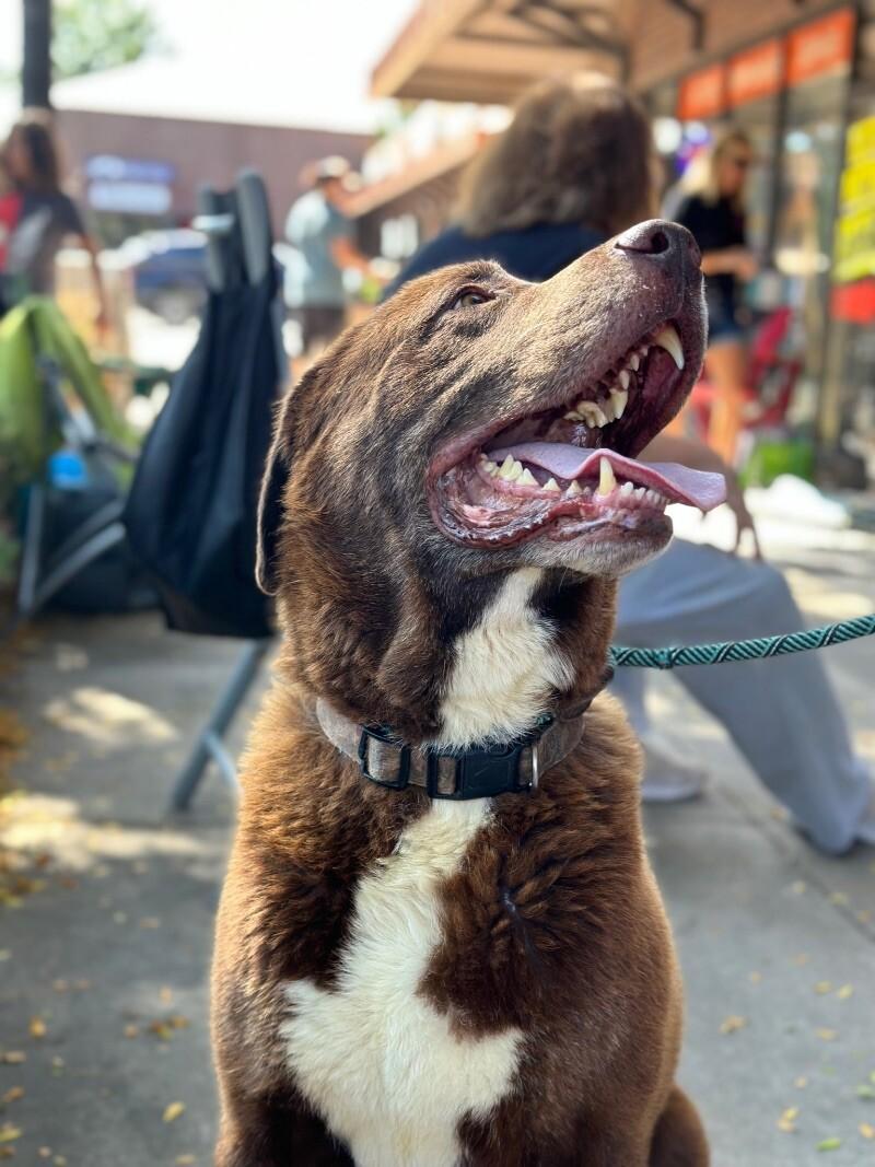 Superman (aka Moose), Adoptable, Adult Male Newfoundland Dog & Mixed Breed.