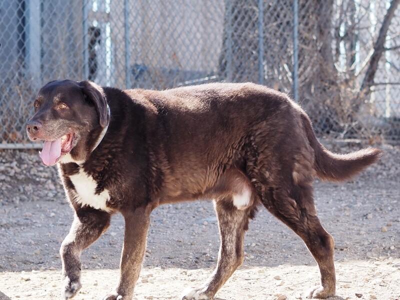 Enlarge Superman (aka Moose), a Adoptable mixed breed in Windsor, CO image 3/6