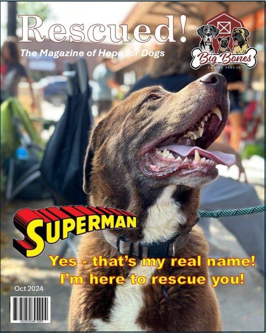 Enlarge Superman (aka Moose), a Adoptable mixed breed in Windsor, CO image 4/6