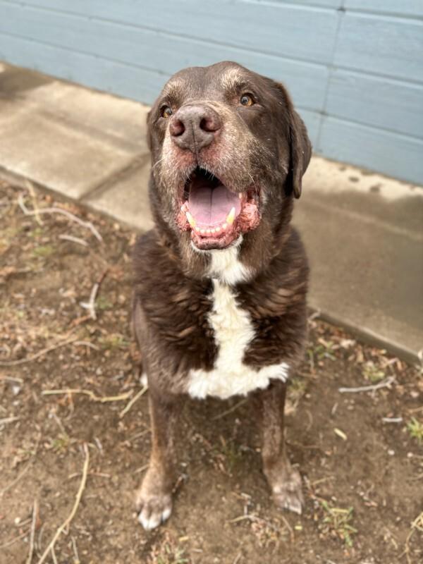 Enlarge Superman (aka Moose), a Adoptable mixed breed in Windsor, CO image 5/6