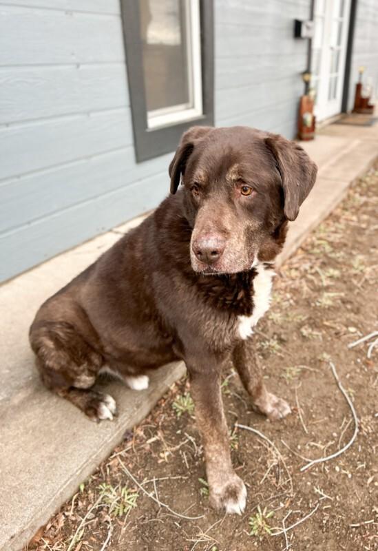 Enlarge Superman (aka Moose), a Adoptable mixed breed in Windsor, CO image 6/6