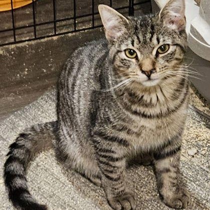 Vito, Adoptable, Adult Male Domestic Short Hair & Tabby.