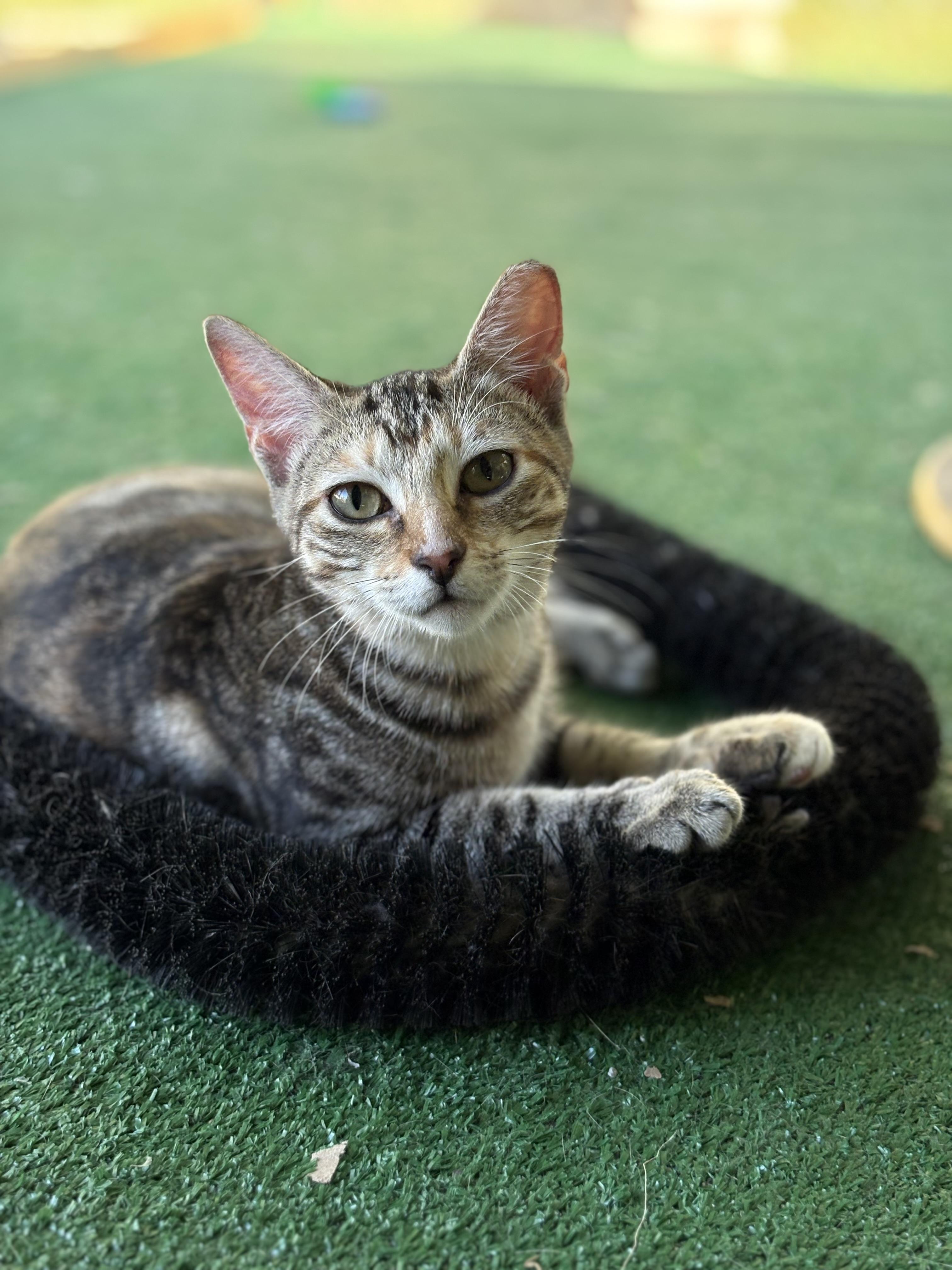 Cali Kitty, Adoptable, Young Female American Shorthair.