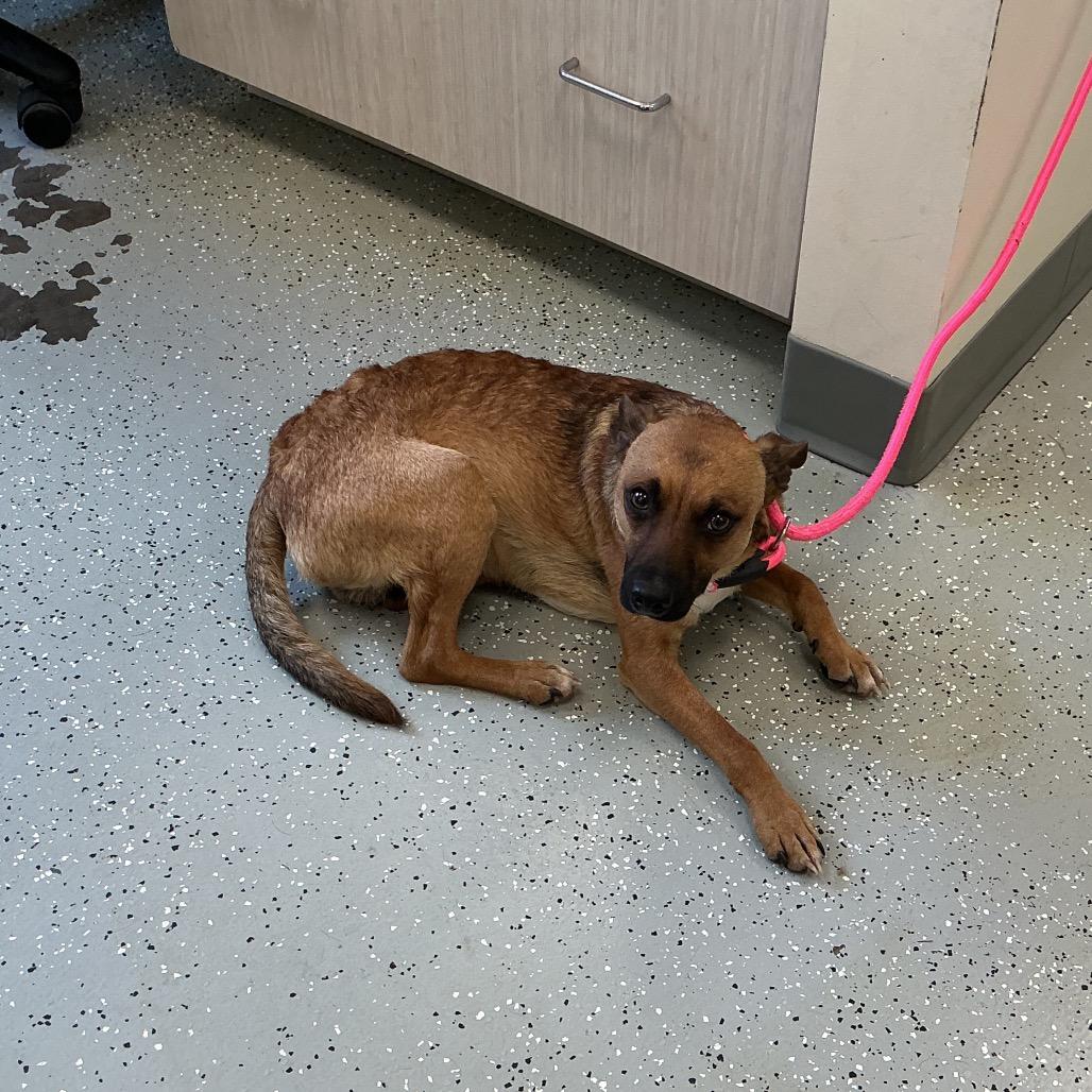 Paddles, Adoptable, Adult Male Rat Terrier & Mixed Breed.