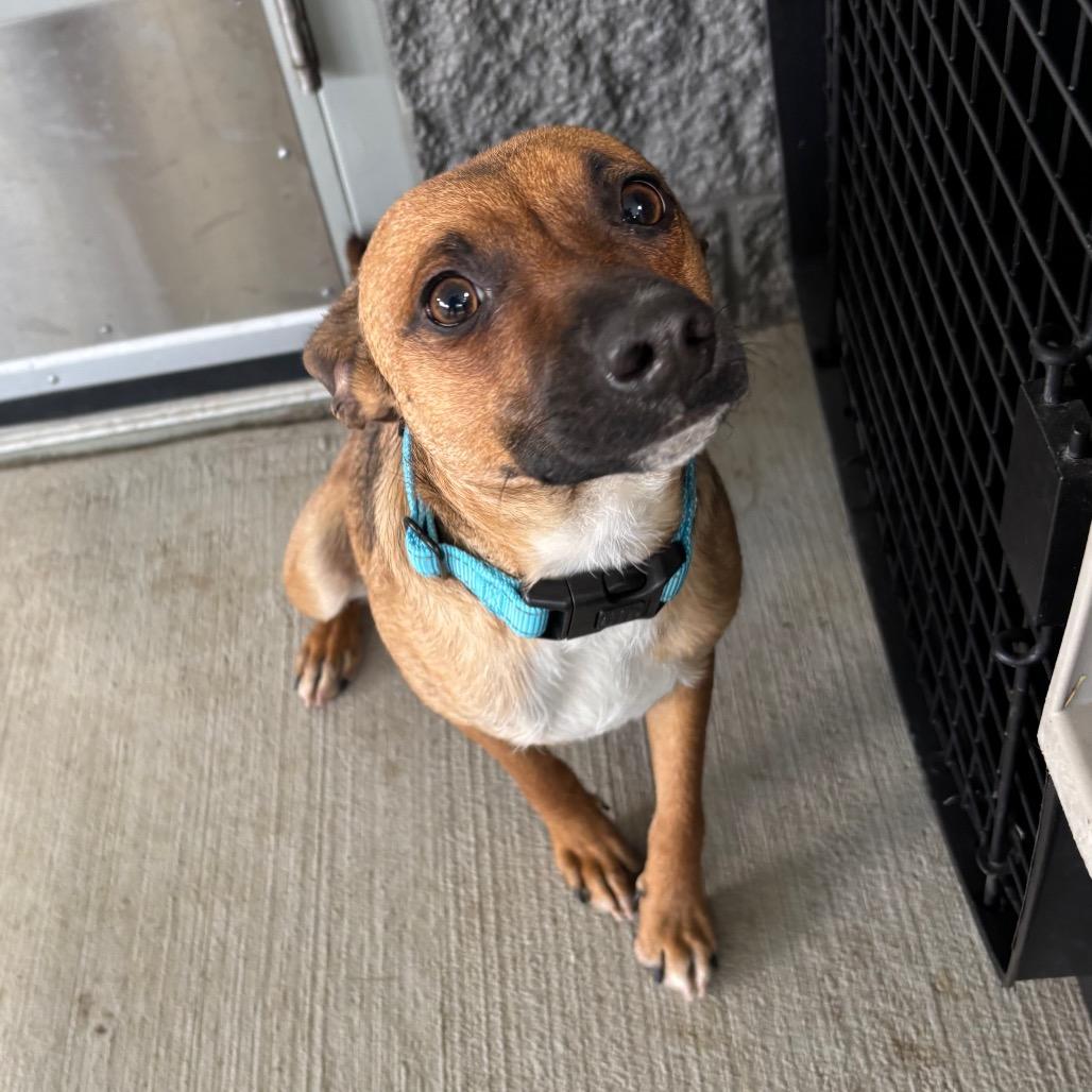Enlarge Paddles, a Adoptable mixed breed in Galax, VA image 2/6