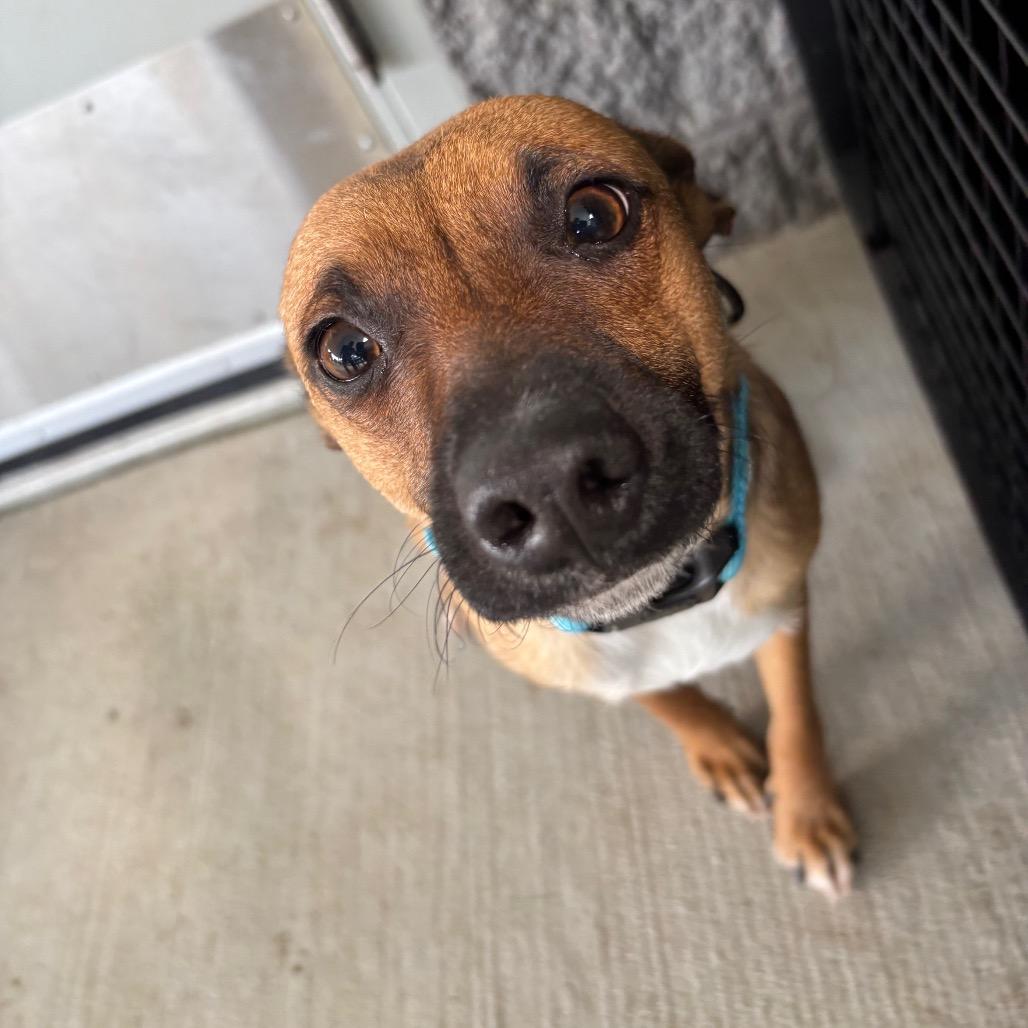 Enlarge Paddles, a Adoptable mixed breed in Galax, VA image 3/6