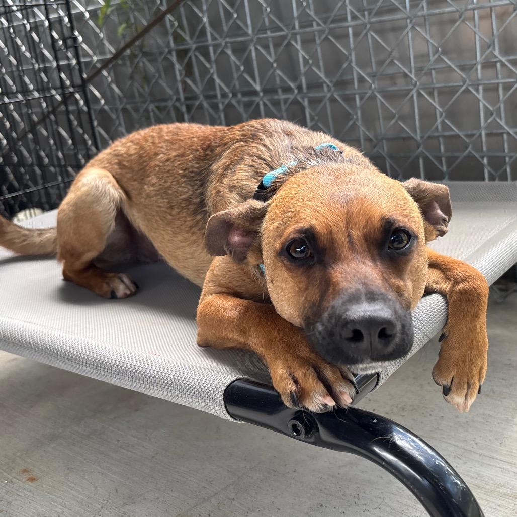 Enlarge Paddles, a Adoptable mixed breed in Galax, VA image 4/6