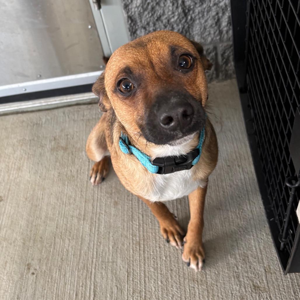 Enlarge Paddles, a Adoptable mixed breed in Galax, VA image 5/6