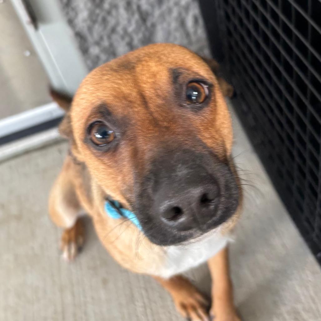 Enlarge Paddles, a Adoptable mixed breed in Galax, VA image 6/6