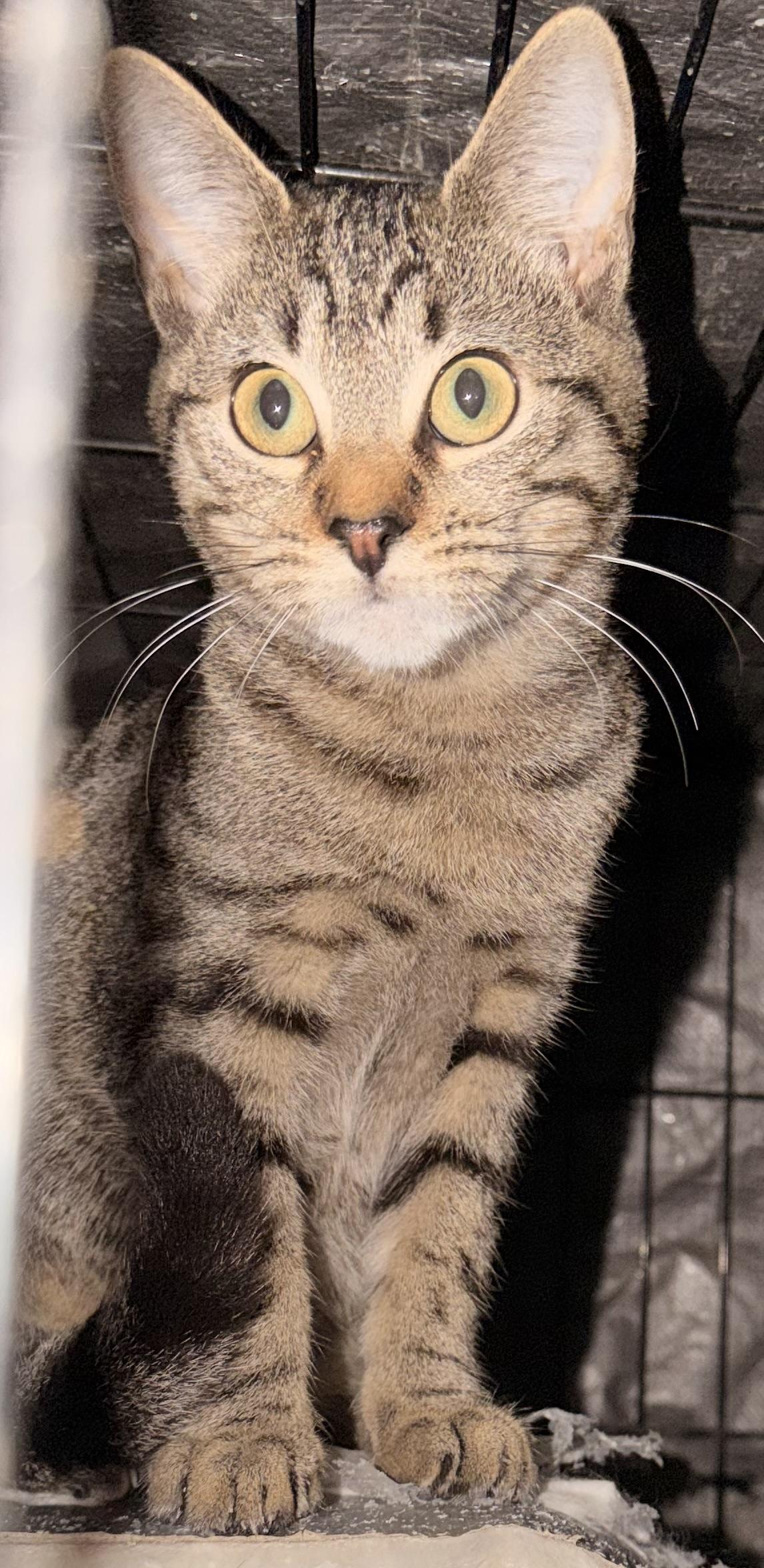 Celeste (F) & Starlet (F), a Adoptable Domestic Short Hair in New York, NY image 1/3