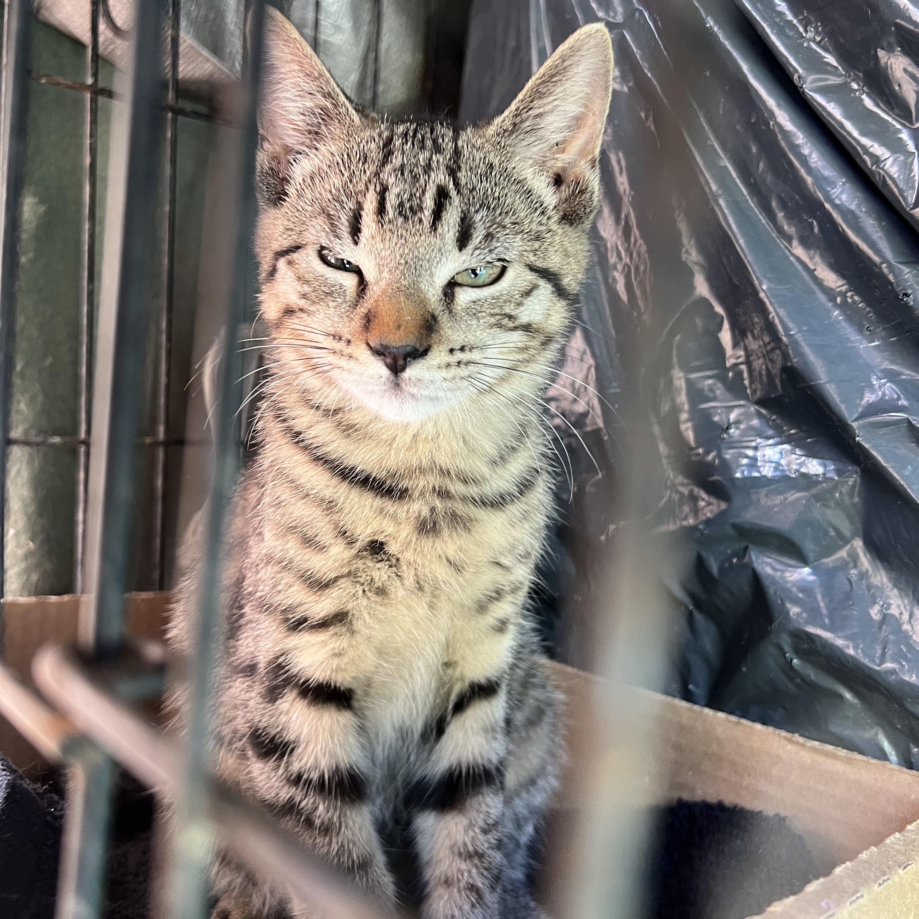 Celeste (F) & Starlet (F), Adoptable, Young Female Domestic Short Hair.