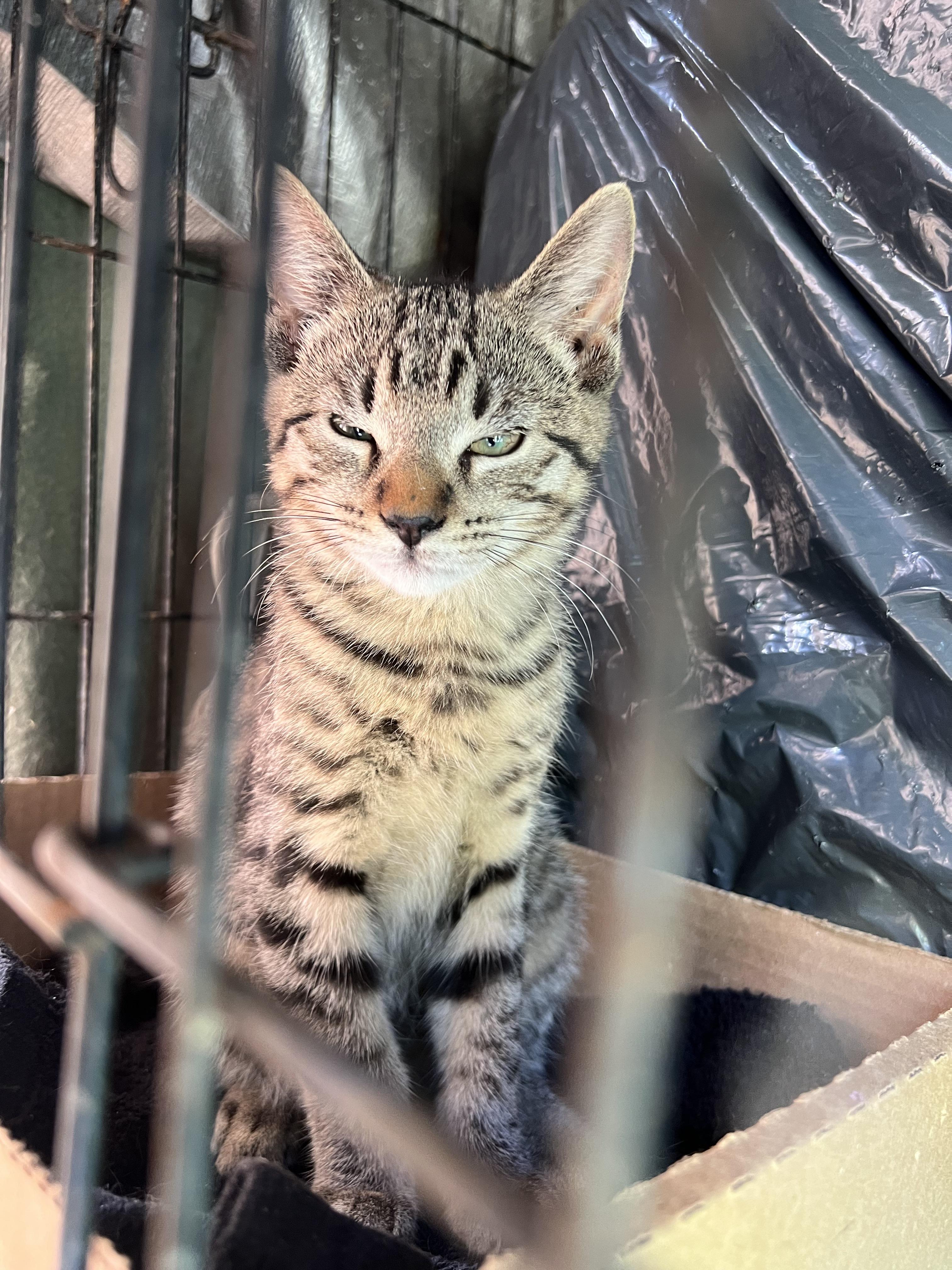 Celeste (F) & Starlet (F), a Adoptable Domestic Short Hair in New York, NY image 2/3