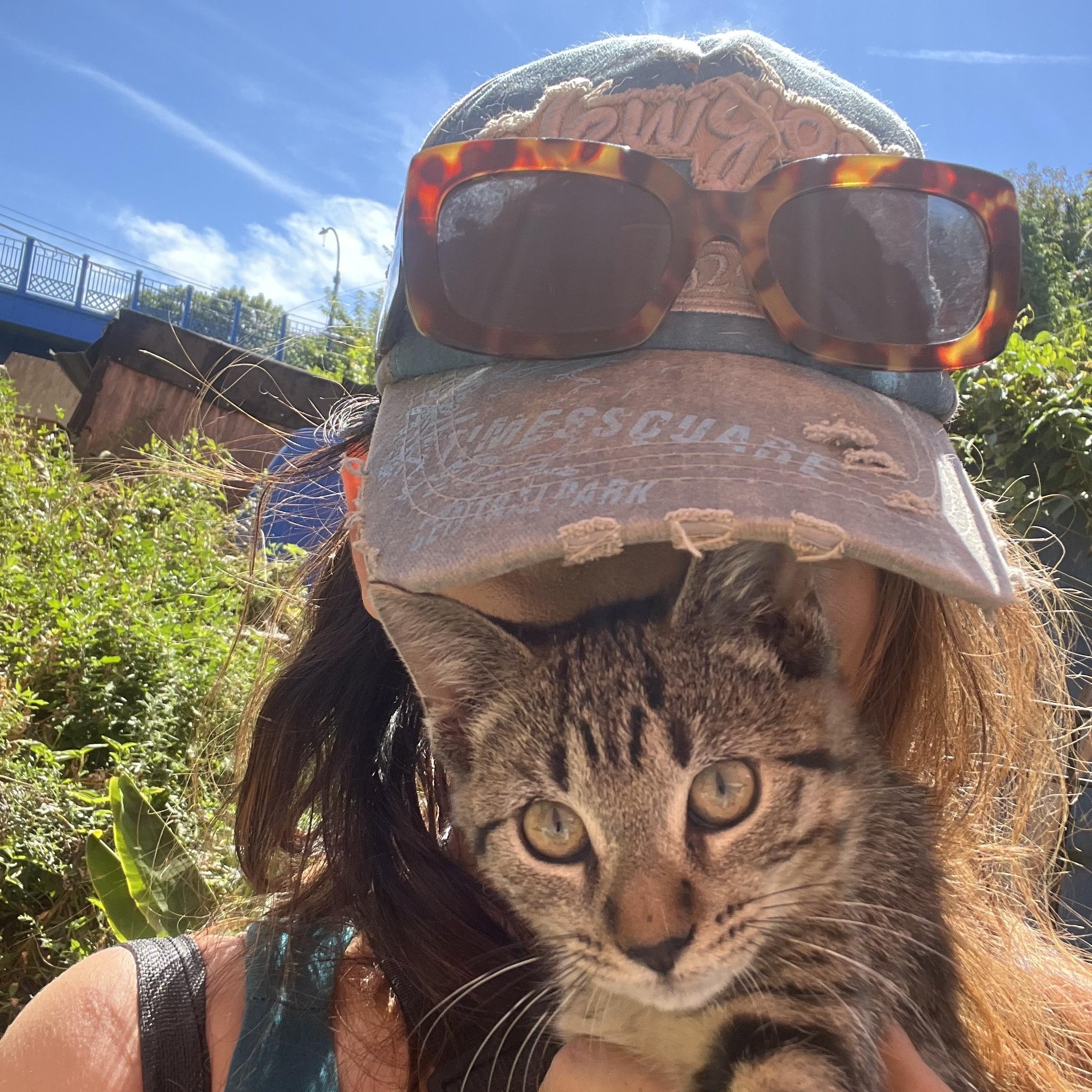 Enlarge Celeste (F) & Starlet (F), a Adoptable Domestic Short Hair in New York, NY image 1/4