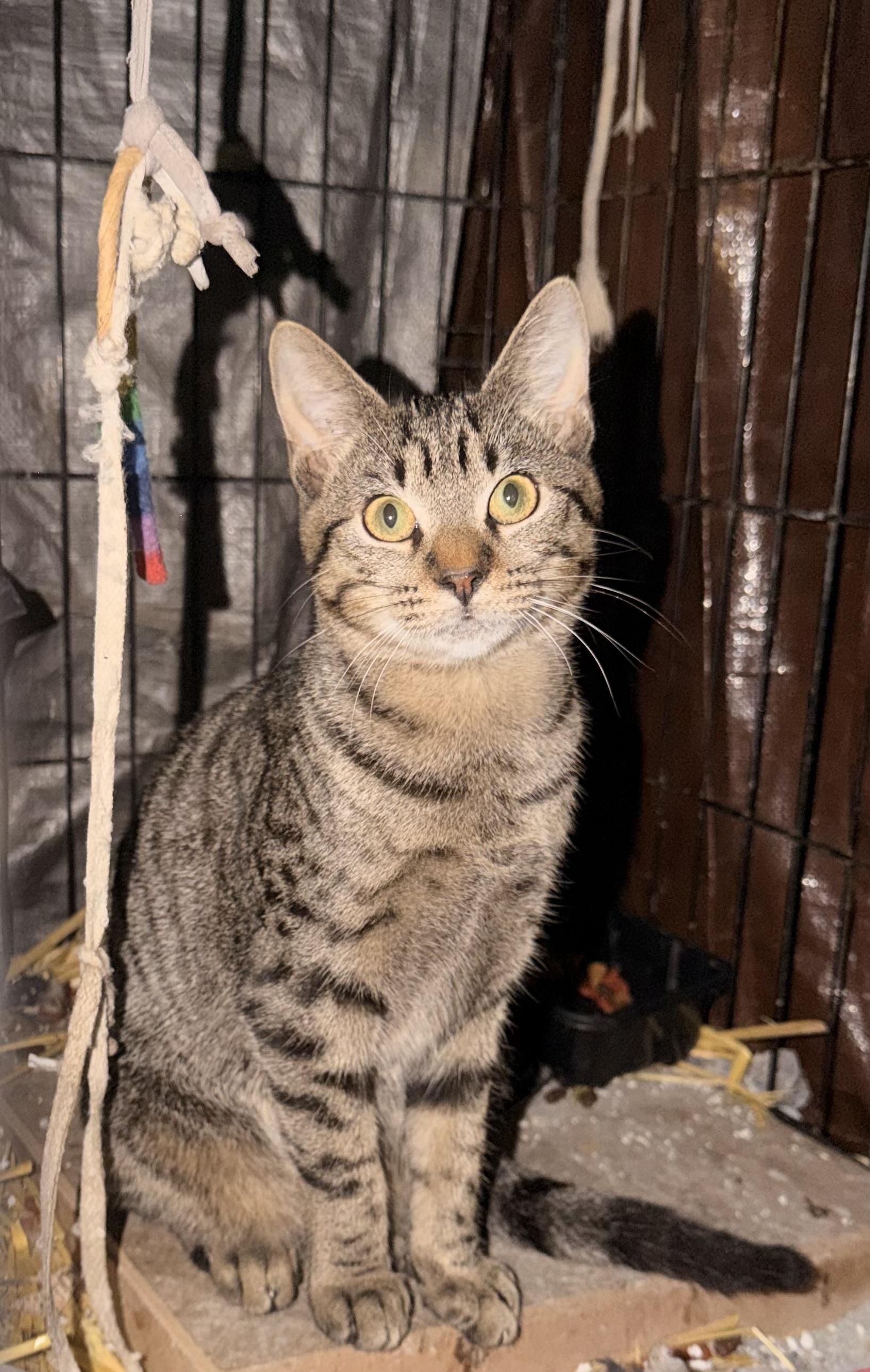 Celeste (F) & Starlet (F), a Adoptable Domestic Short Hair in New York, NY image 3/3