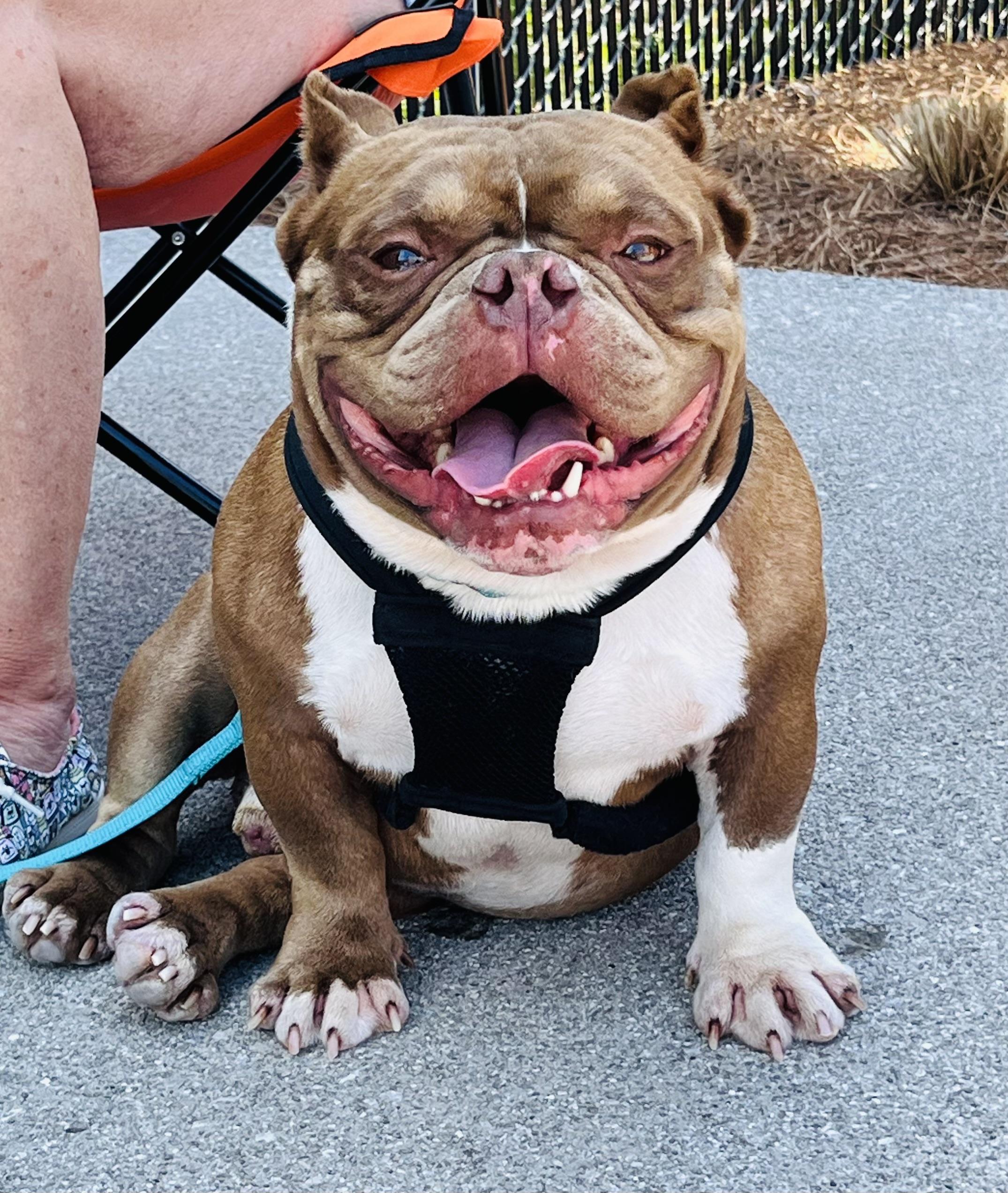 Guppy, ADOPTABLE, Young Male American Bully.