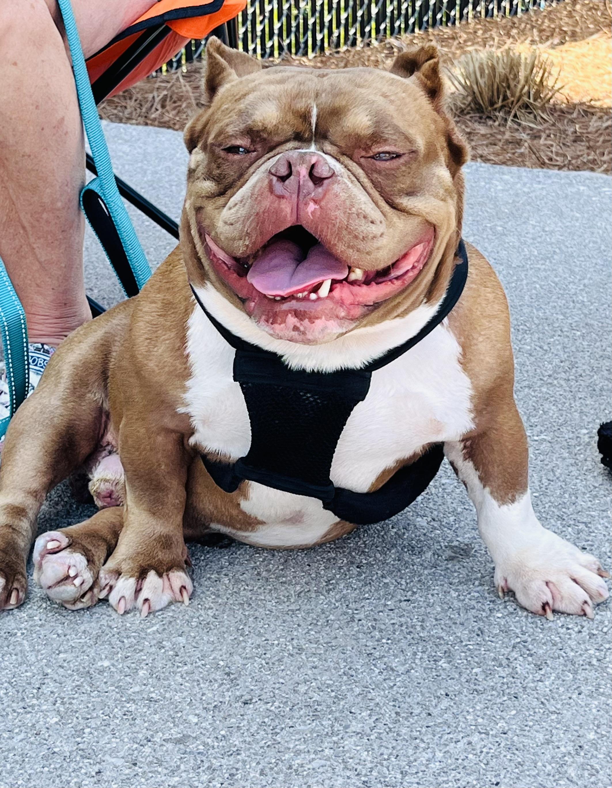 Enlarge Guppy, a ADOPTABLE American Bully in Knoxville, TN image 6/6
