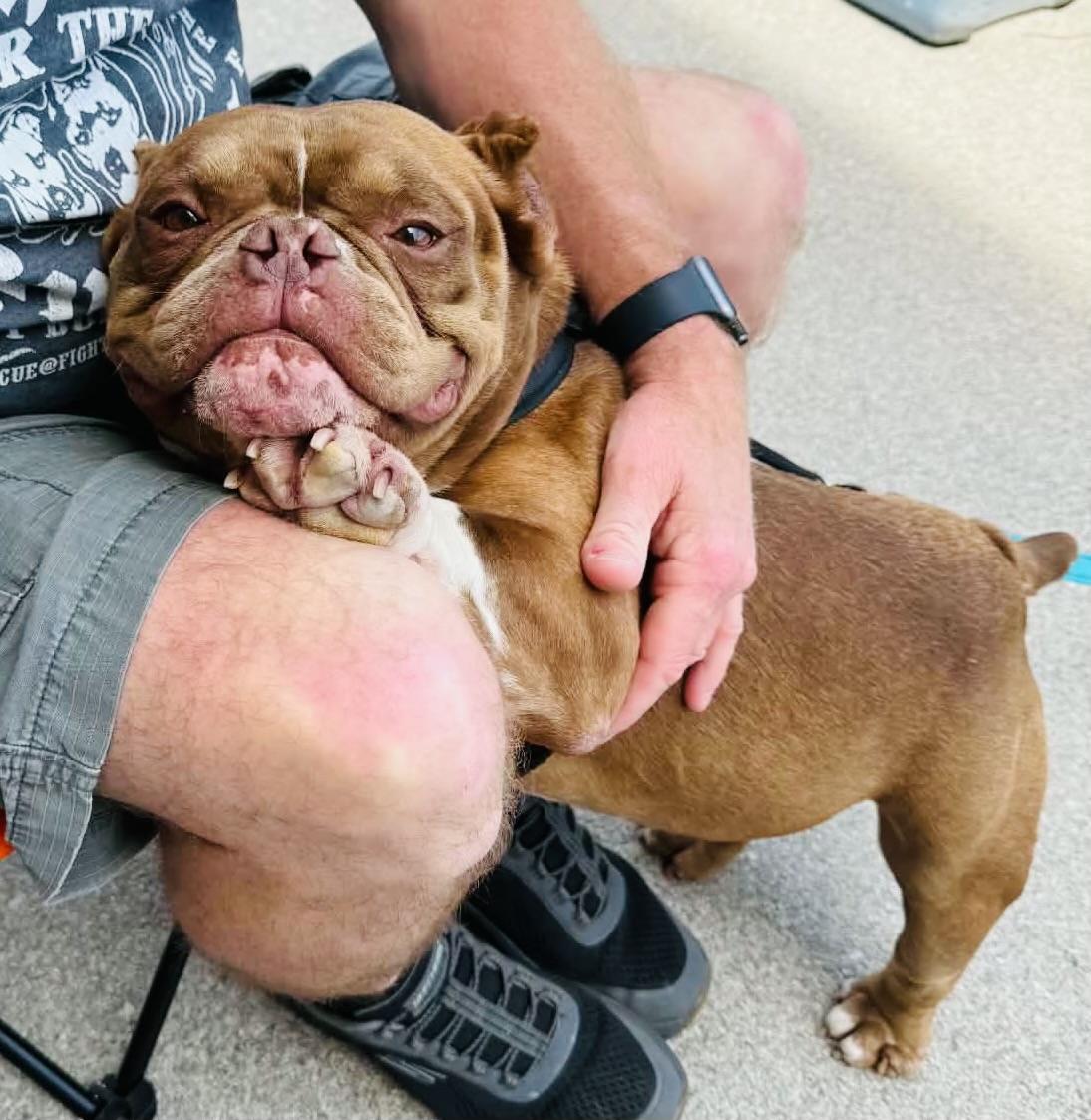 Enlarge Guppy, a ADOPTABLE American Bully in Knoxville, TN image 5/6